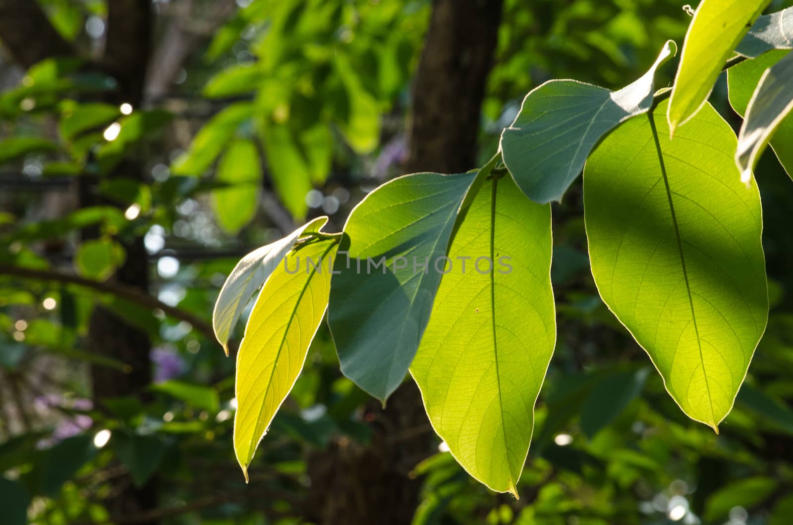Lagerstroemia calyculata  is derived from its very characteristic mottled flaky bark.
It is a species of flowering plant in the Lythraceae family and found in Southeast Asia and Oceania.
it is quite common as a decorative tree in the parks of Thailand