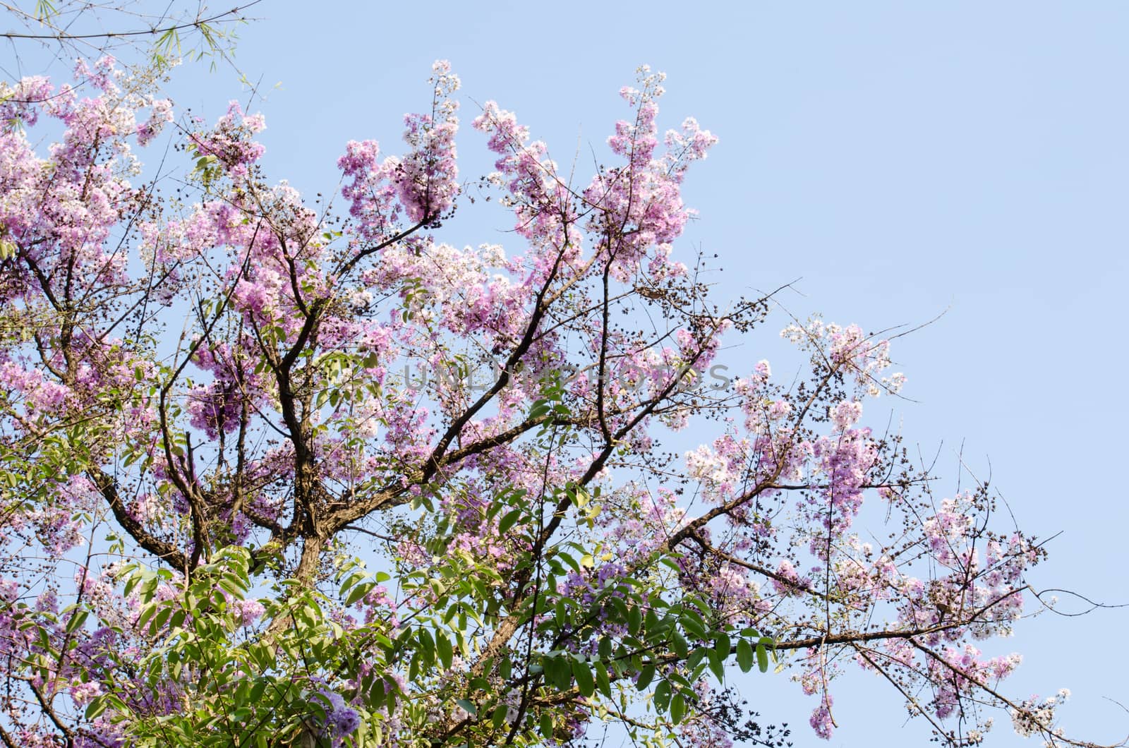 Lagerstroemia calyculata  is derived from its very characteristic mottled flaky bark.
It is a species of flowering plant in the Lythraceae family and found in Southeast Asia and Oceania.
it is quite common as a decorative tree in the parks of Thailand