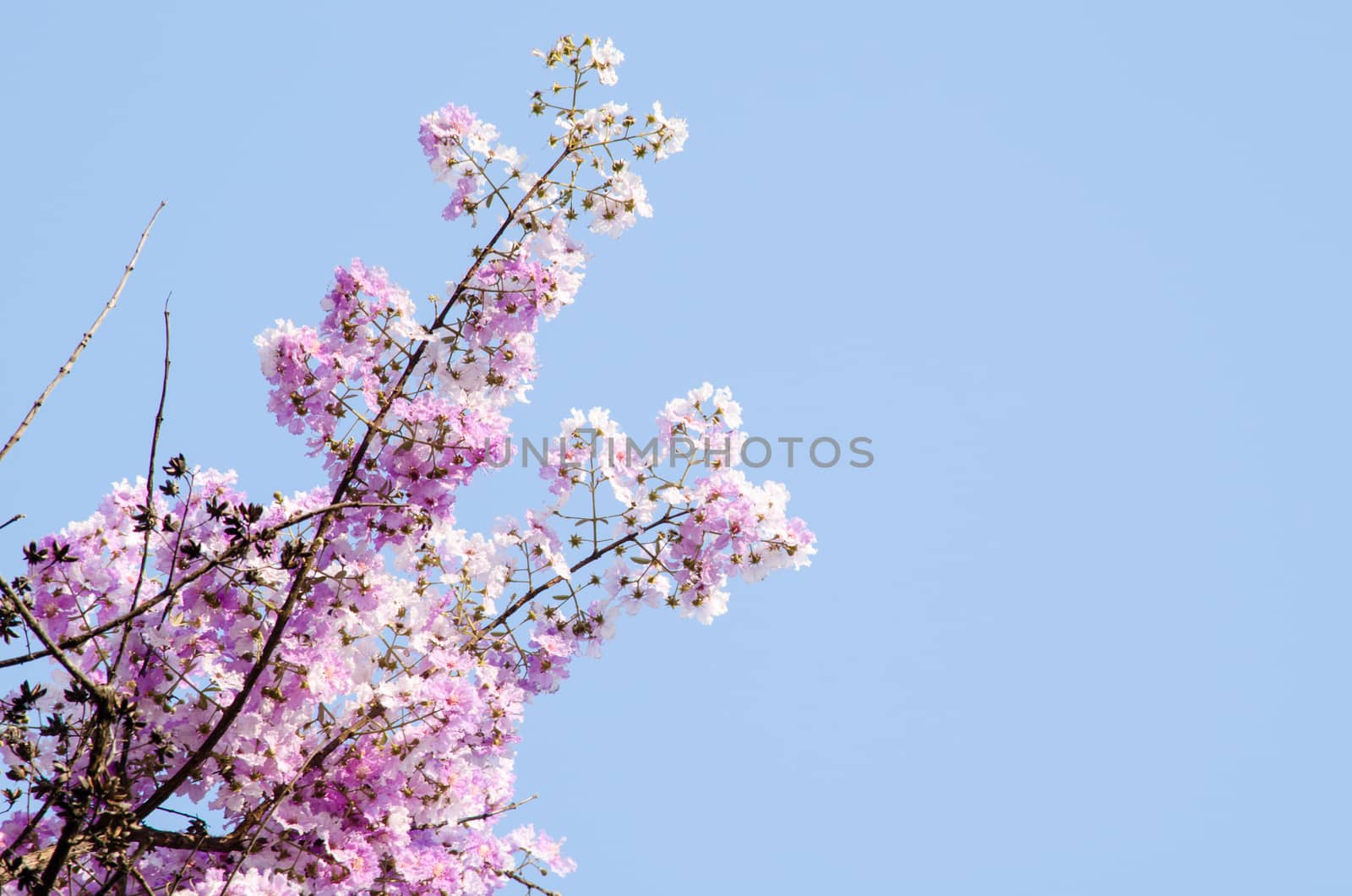 Lagerstroemia calyculata  is derived from its very characteristic mottled flaky bark.
It is a species of flowering plant in the Lythraceae family and found in Southeast Asia and Oceania.
it is quite common as a decorative tree in the parks of Thailand