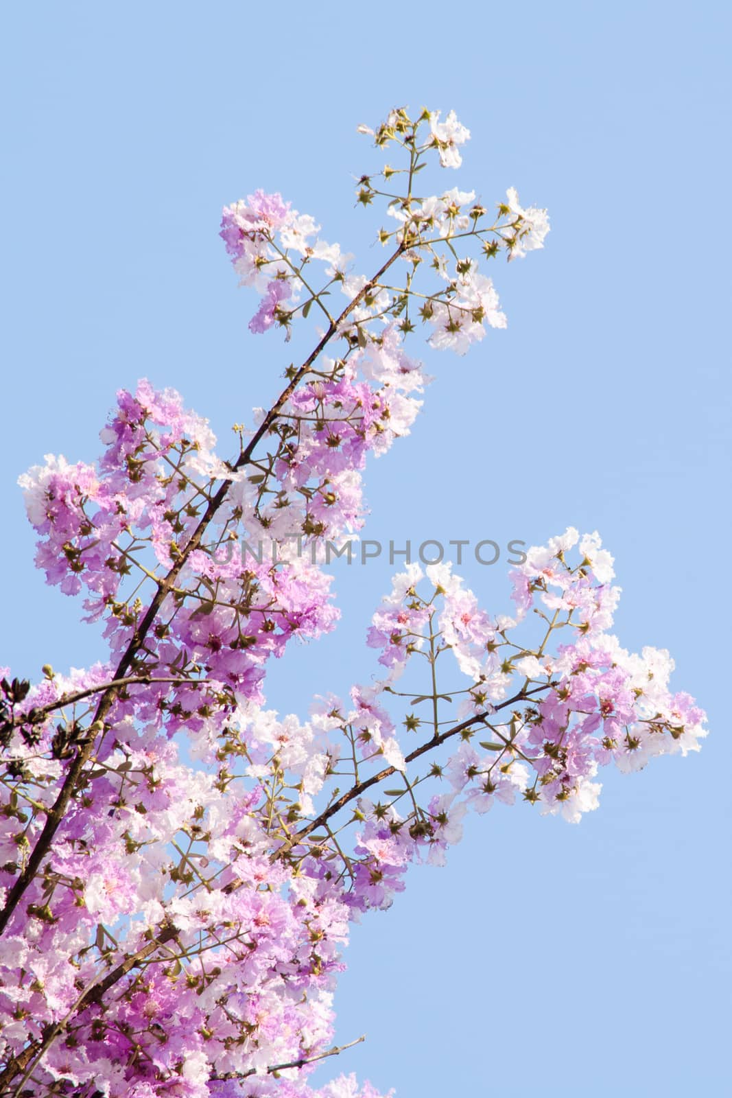 Lagerstroemia calyculata  is derived from its very characteristic mottled flaky bark.
It is a species of flowering plant in the Lythraceae family and found in Southeast Asia and Oceania.
it is quite common as a decorative tree in the parks of Thailand