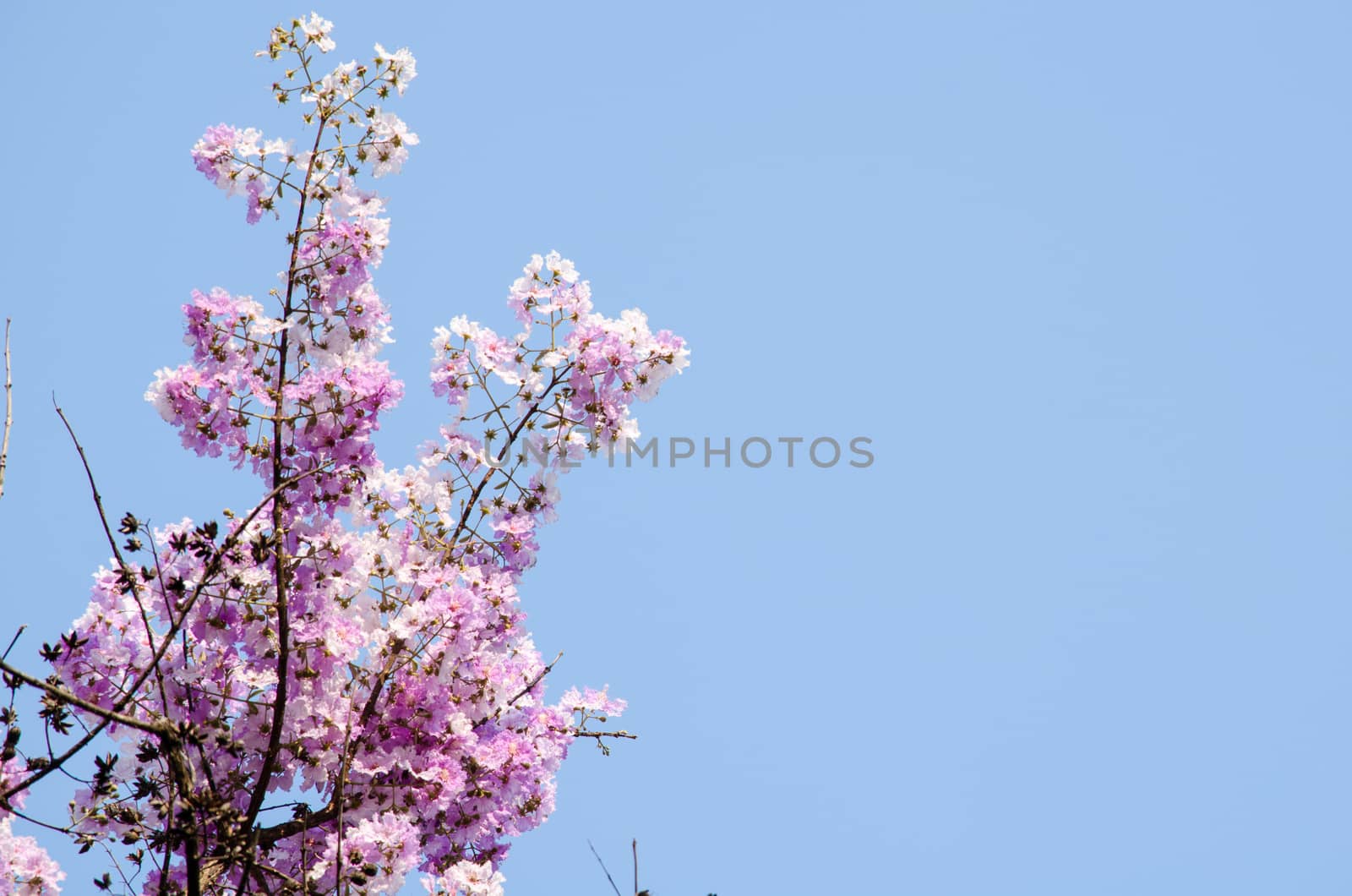 Lagerstroemia calyculata  is derived from its very characteristic mottled flaky bark.
It is a species of flowering plant in the Lythraceae family and found in Southeast Asia and Oceania.
it is quite common as a decorative tree in the parks of Thailand
