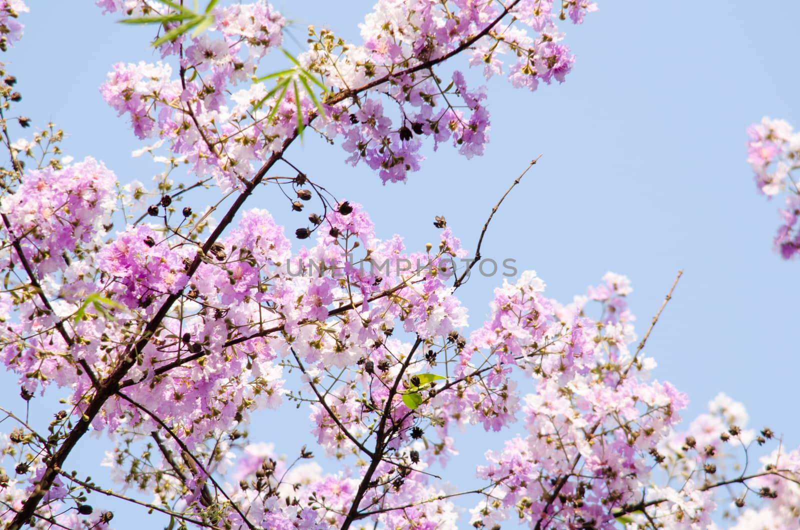 Lagerstroemia calyculata  is derived from its very characteristic mottled flaky bark.
It is a species of flowering plant in the Lythraceae family and found in Southeast Asia and Oceania.
it is quite common as a decorative tree in the parks of Thailand