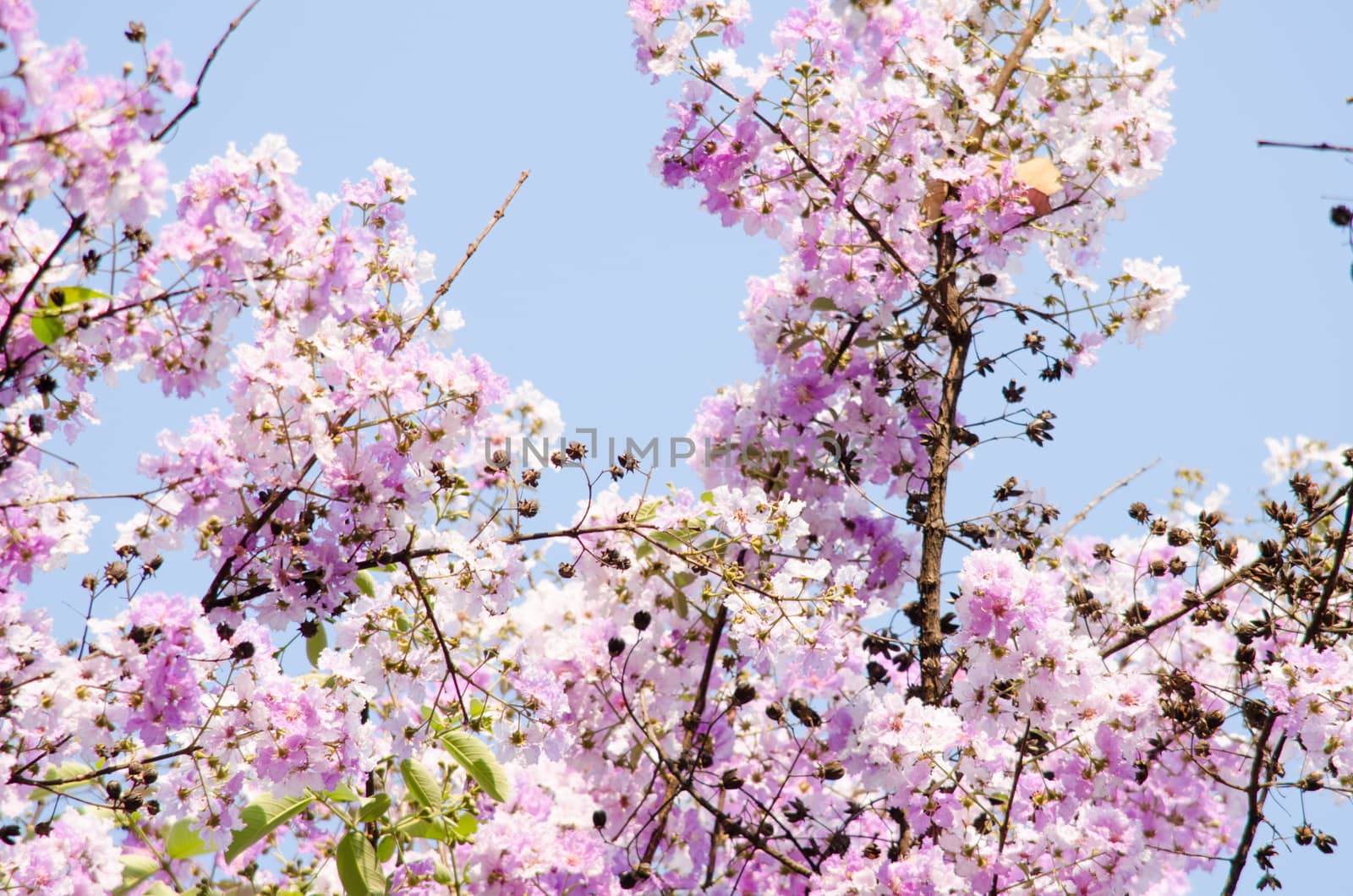 Lagerstroemia calyculata  is derived from its very characteristic mottled flaky bark.
It is a species of flowering plant in the Lythraceae family and found in Southeast Asia and Oceania.
it is quite common as a decorative tree in the parks of Thailand
