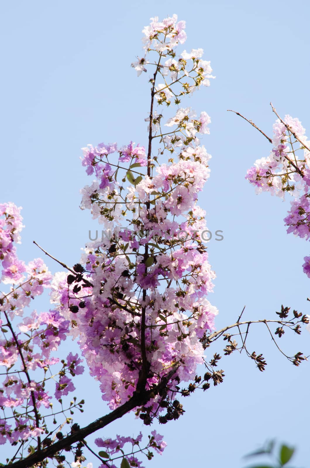 Lagerstroemia calyculata  is derived from its very characteristic mottled flaky bark.
It is a species of flowering plant in the Lythraceae family and found in Southeast Asia and Oceania.
it is quite common as a decorative tree in the parks of Thailand