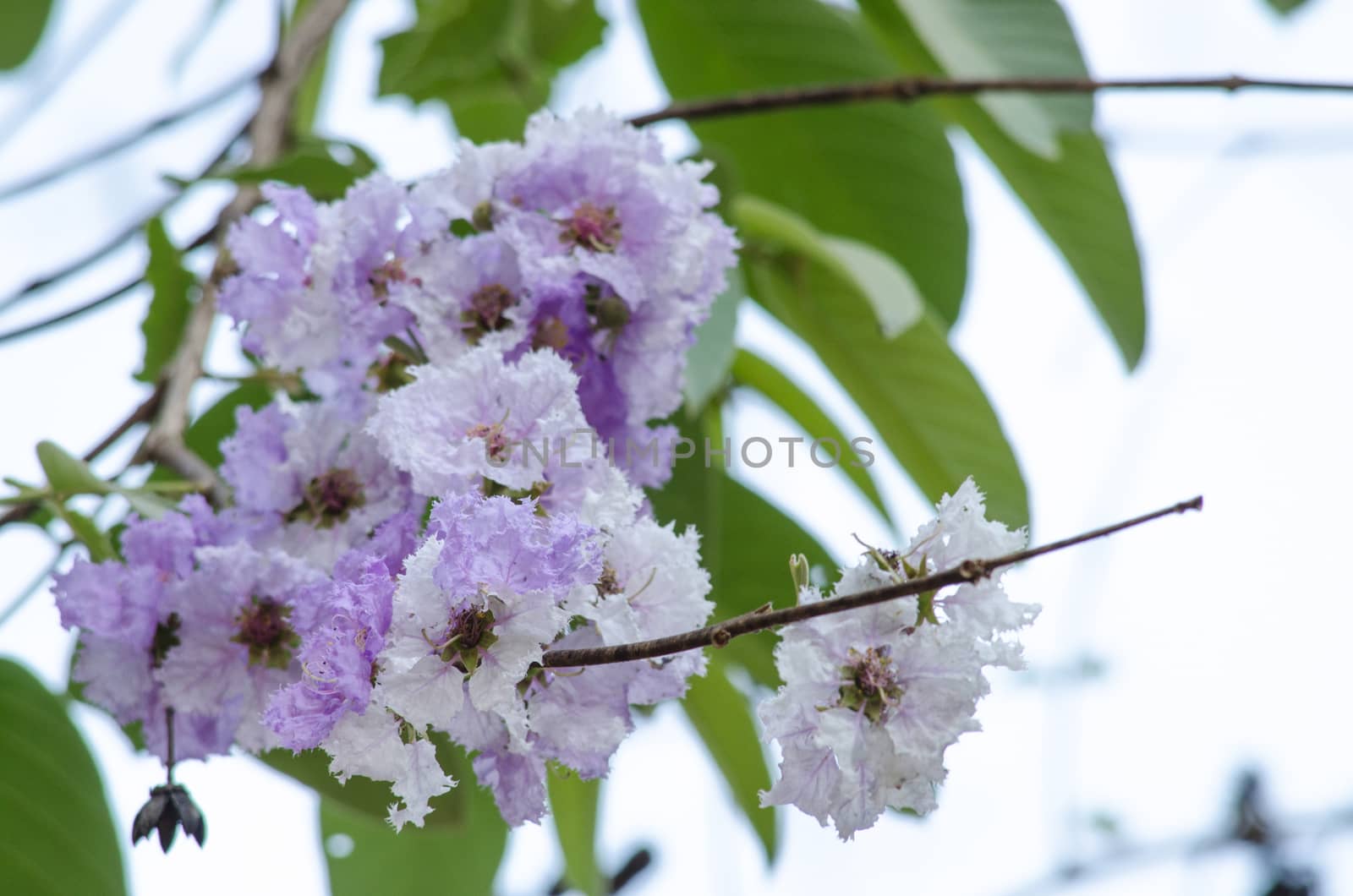 Lagerstroemia calyculata  is derived from its very characteristic mottled flaky bark.
It is a species of flowering plant in the Lythraceae family and found in Southeast Asia and Oceania.
it is quite common as a decorative tree in the parks of Thailand
