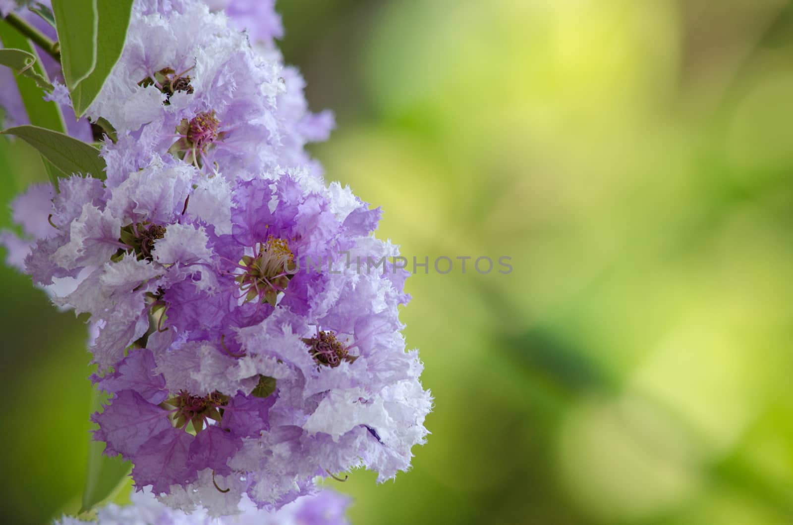 Lagerstroemia calyculata  is derived from its very characteristic mottled flaky bark.
It is a species of flowering plant in the Lythraceae family and found in Southeast Asia and Oceania.
it is quite common as a decorative tree in the parks of Thailand