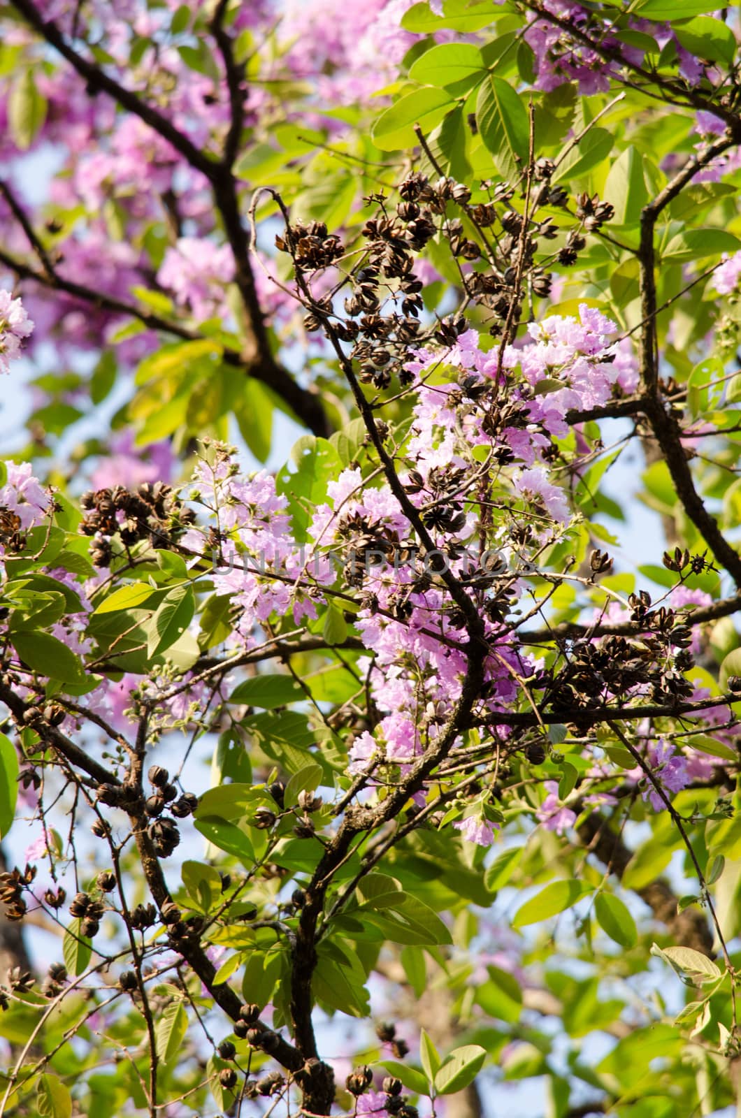 Lagerstroemia calyculata  is derived from its very characteristic mottled flaky bark.
It is a species of flowering plant in the Lythraceae family and found in Southeast Asia and Oceania.
it is quite common as a decorative tree in the parks of Thailand