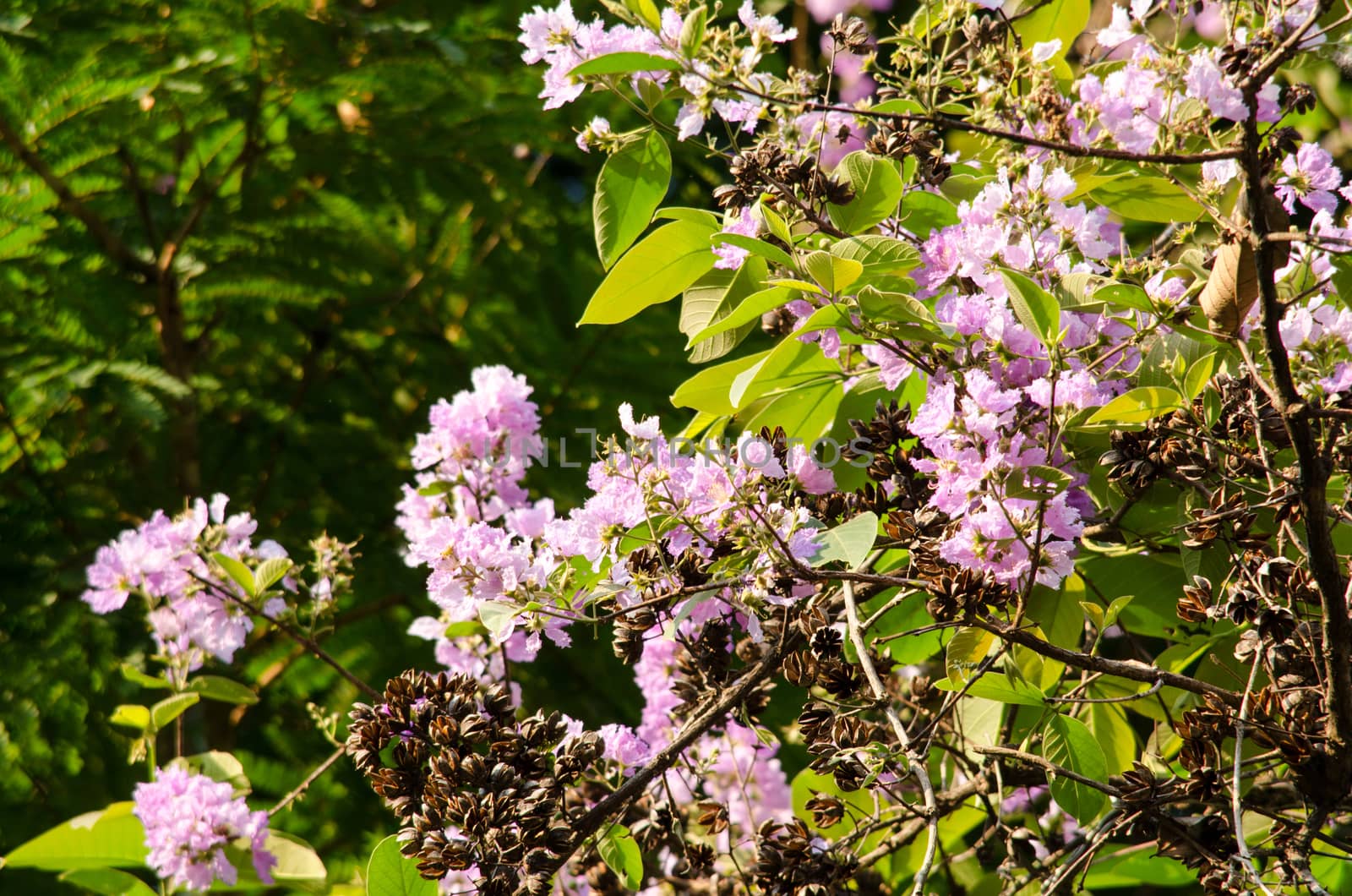 Lagerstroemia calyculata  is derived from its very characteristic mottled flaky bark.
It is a species of flowering plant in the Lythraceae family and found in Southeast Asia and Oceania.
it is quite common as a decorative tree in the parks of Thailand