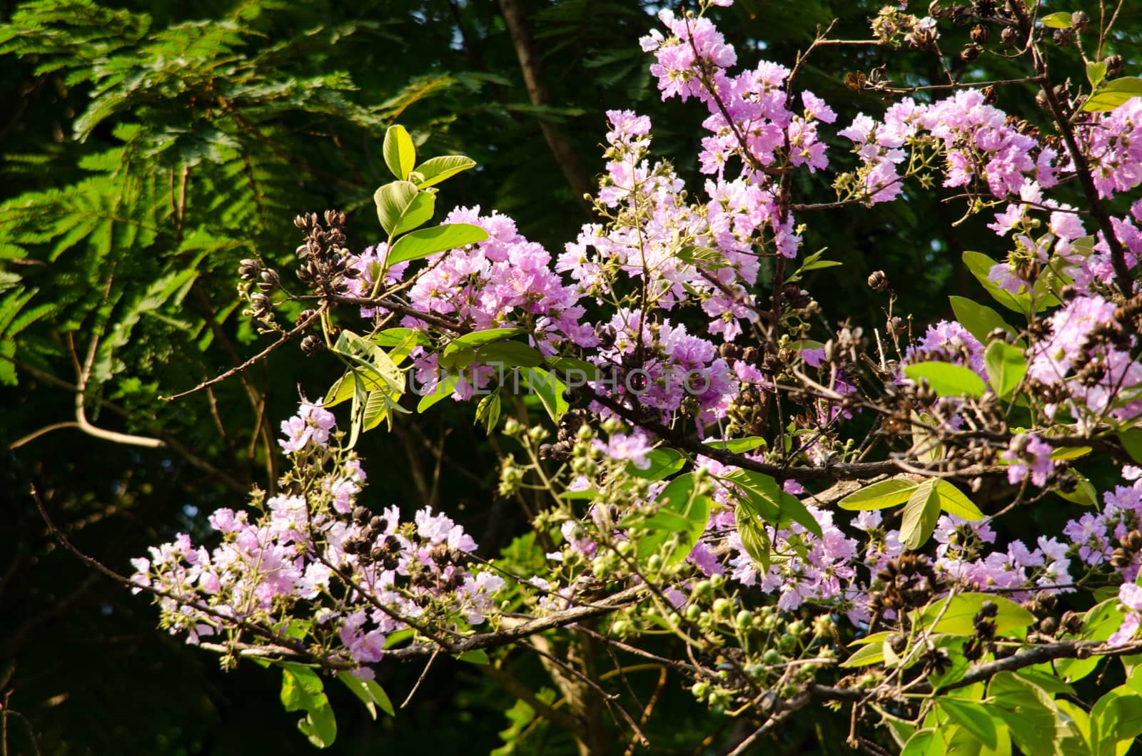 Lagerstroemia calyculata  is derived from its very characteristic mottled flaky bark.
It is a species of flowering plant in the Lythraceae family and found in Southeast Asia and Oceania.
it is quite common as a decorative tree in the parks of Thailand