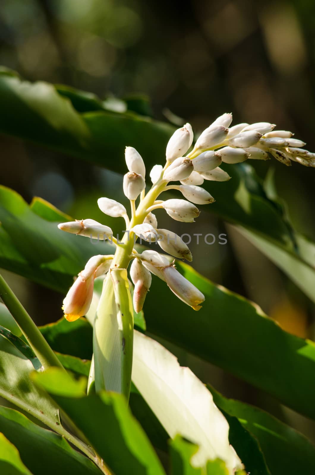 Alpinia is a genus of flowering plants in the ginger family, Zingiberaceae. It is named for Prospero Alpini,
Species are native to Asia, Australia, and the Pacific Islands, where they occur in tropical and subtropical climates.