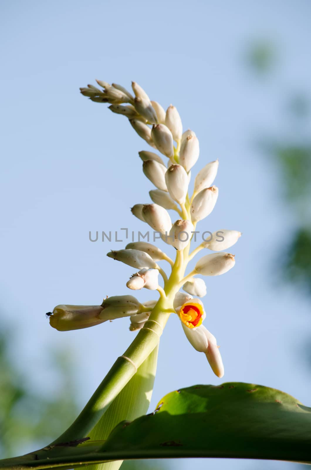 Alpinia is a genus of flowering plants in the ginger family, Zingiberaceae. It is named for Prospero Alpini,
Species are native to Asia, Australia, and the Pacific Islands, where they occur in tropical and subtropical climates.