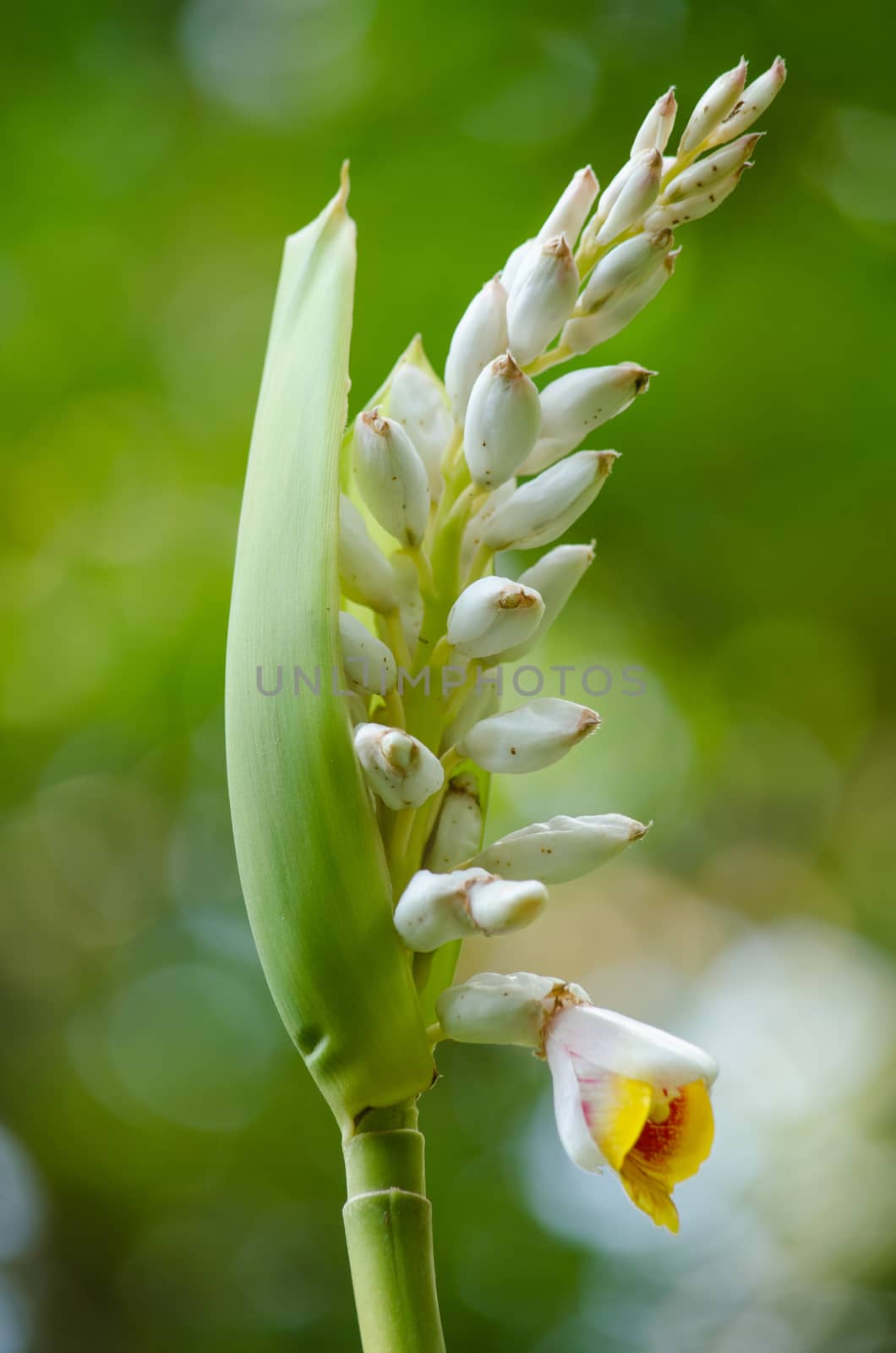 Alpinia is a genus of flowering plants in the ginger family, Zingiberaceae. It is named for Prospero Alpini,
Species are native to Asia, Australia, and the Pacific Islands, where they occur in tropical and subtropical climates.