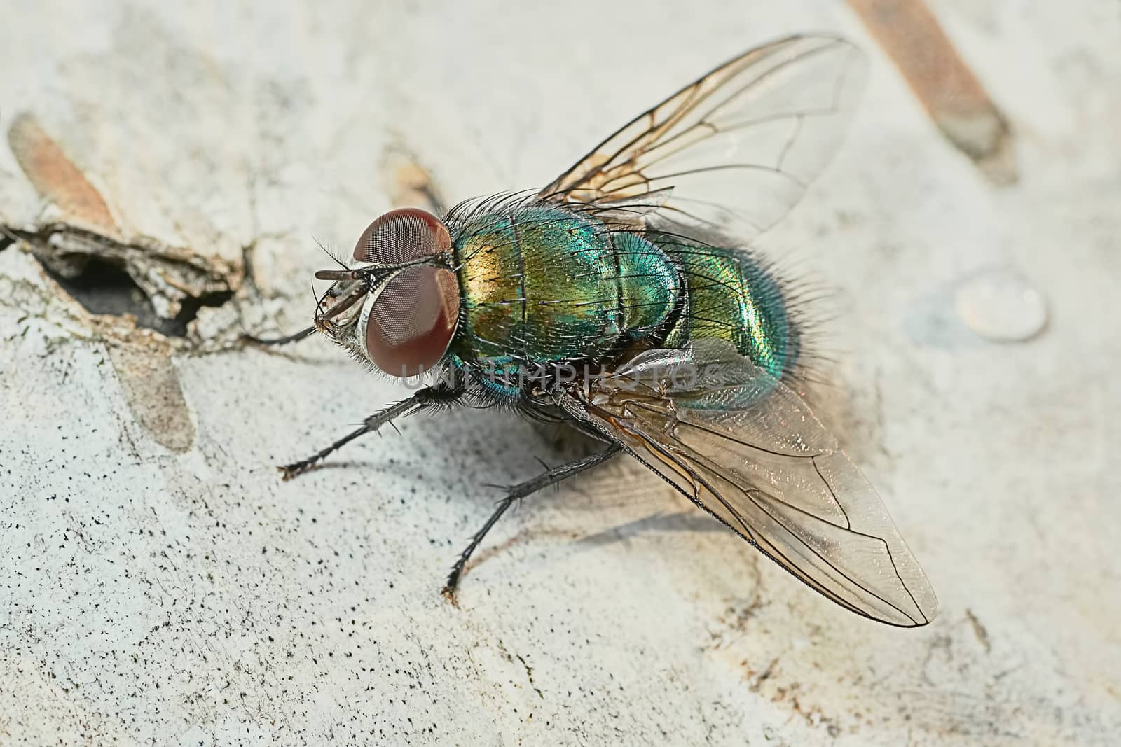 Green fly on a birch log in the garden