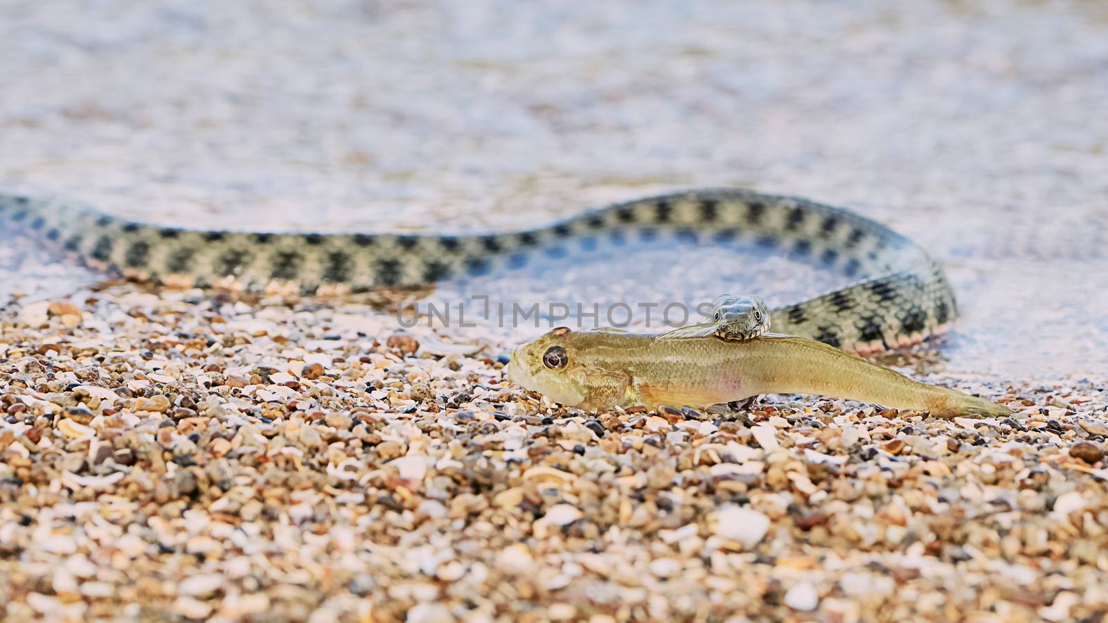 Sea fish in the mouth of a water snake