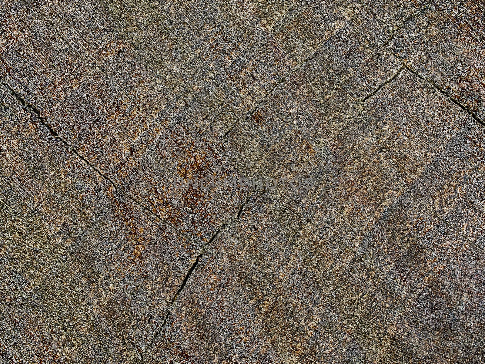 The cut of a tree closeup (texture)