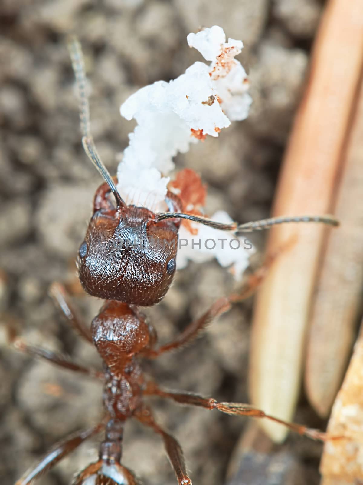 Ant outside in the garden closeup