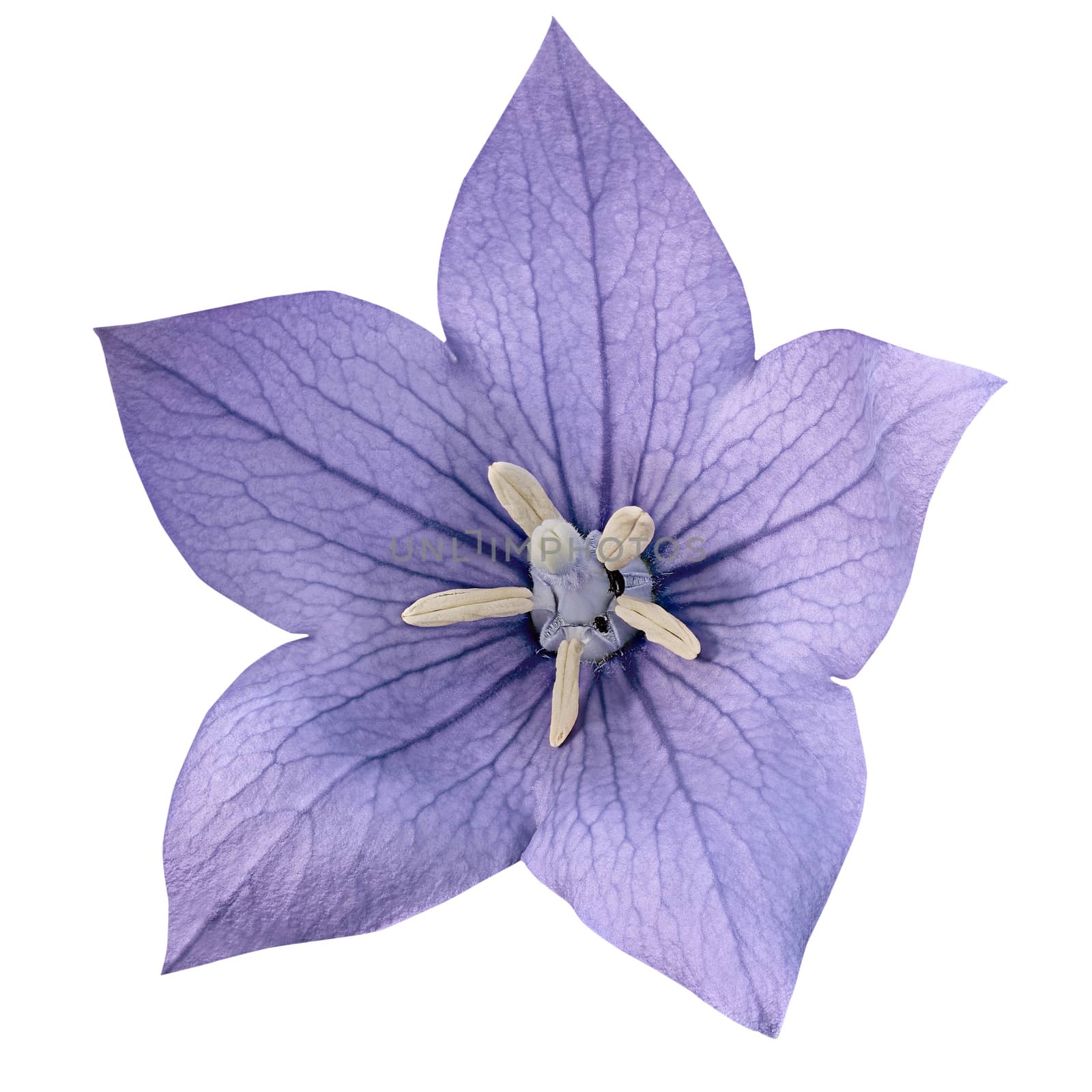 Flower purple bluebell  by Vitolef