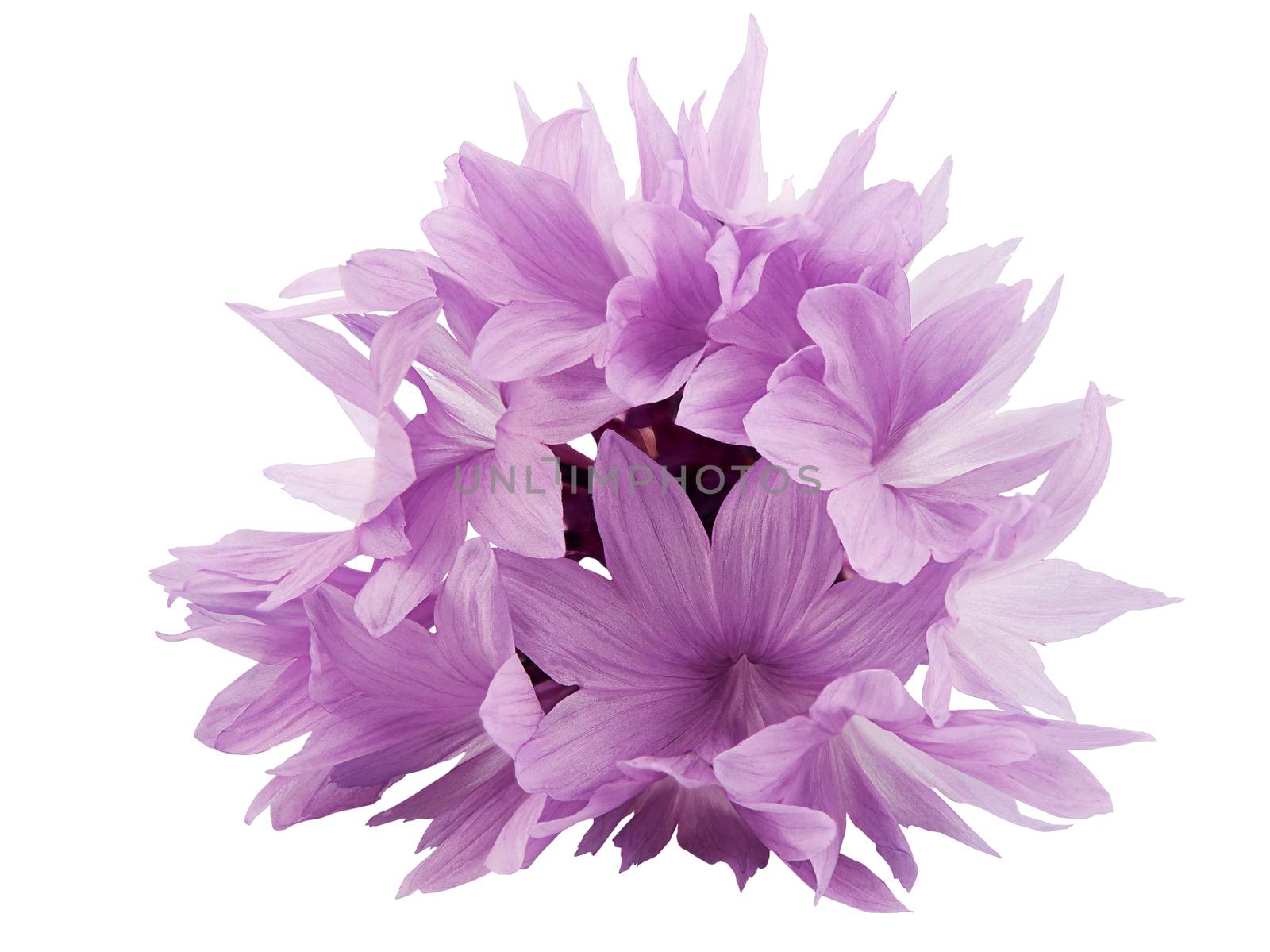 Pink cornflower  isolated on white background