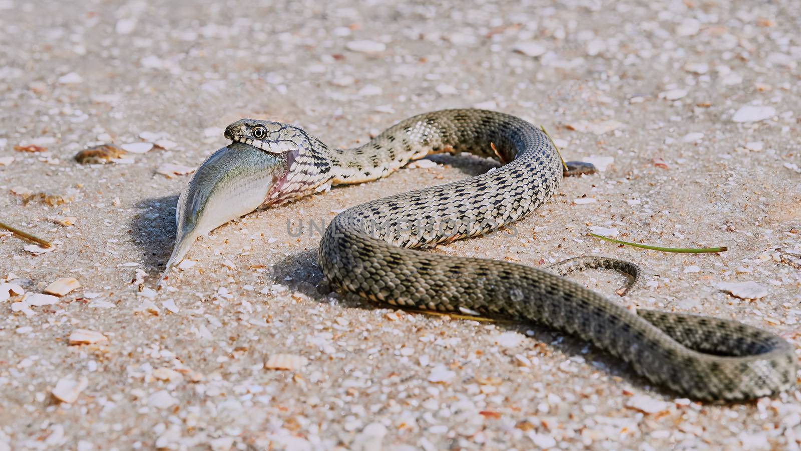 Sea fish in the mouth of a water snake