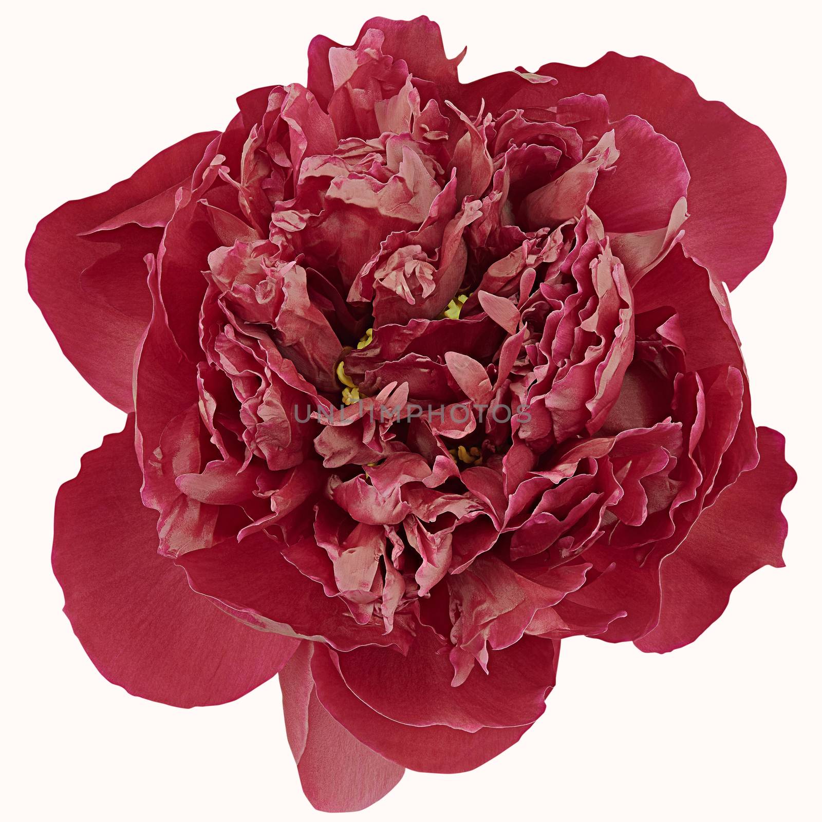 Red peony isolated on white background