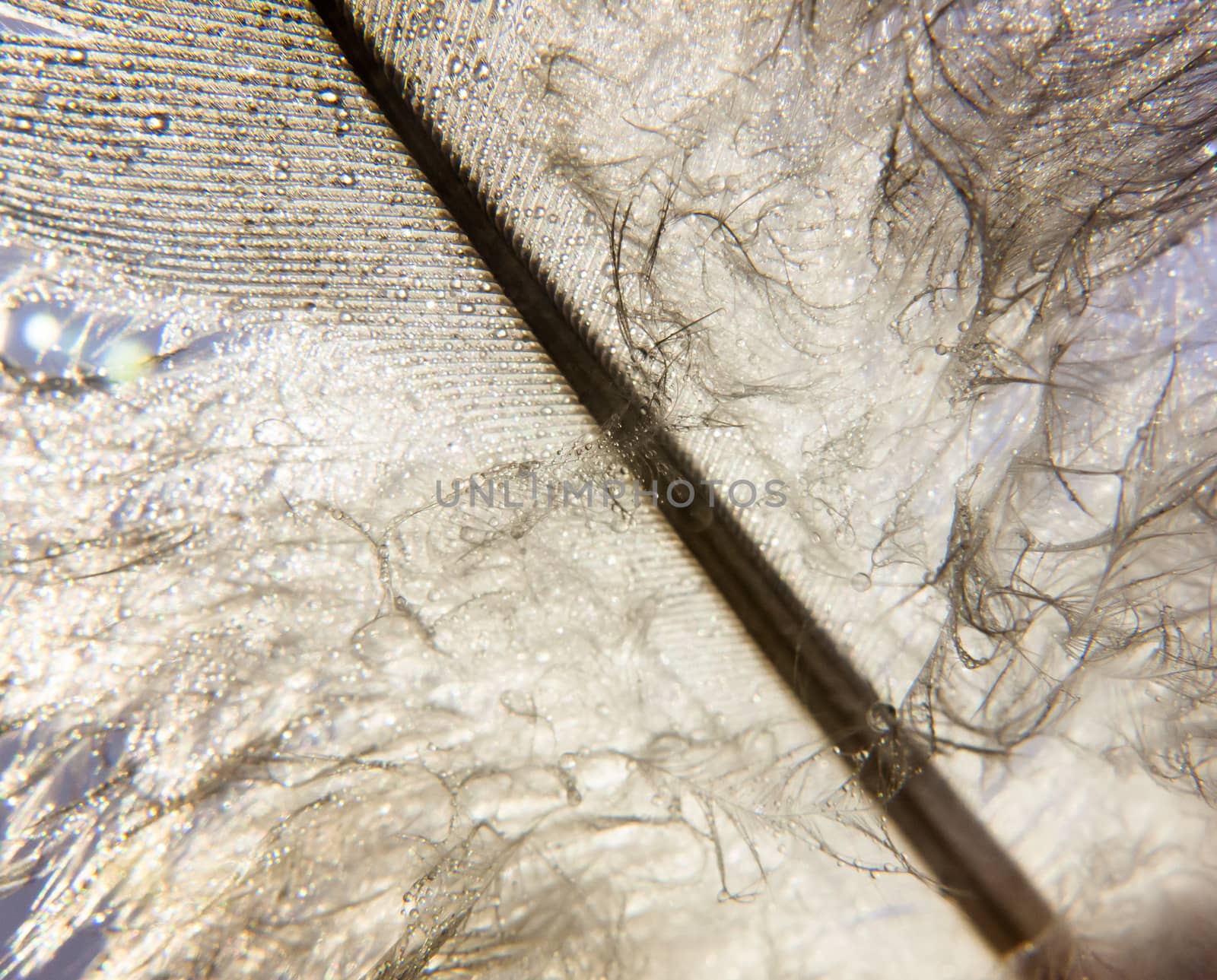 beautiful white pigeon bird feather up close macro detail wet water dew droplets studio background; UK