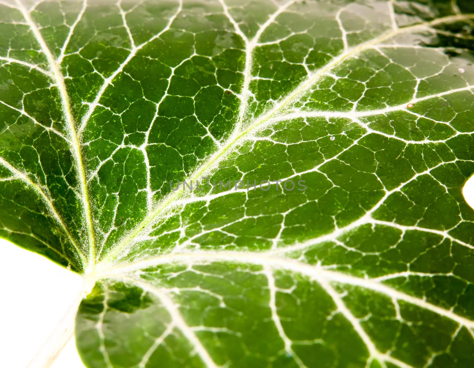 birch tree leaf texture pattern green up close with water dew droplets Betula pendula; UK