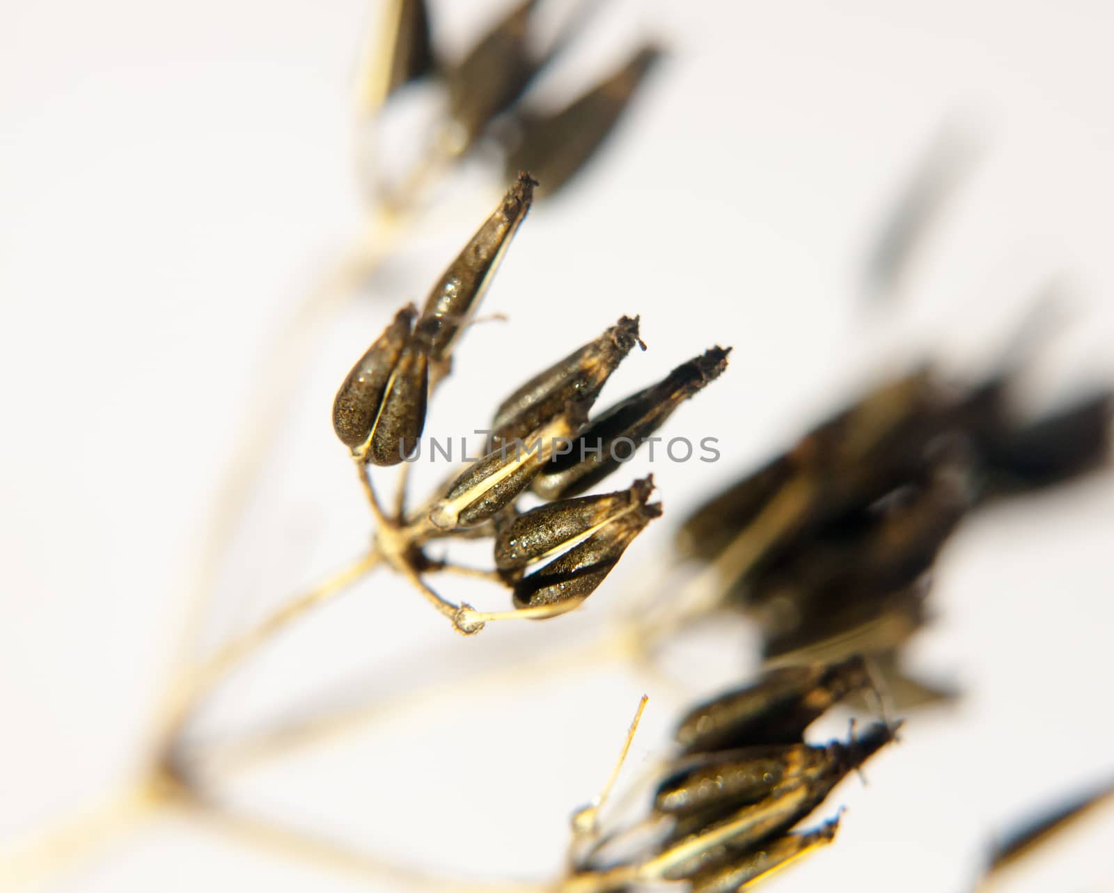 close up of dead black spindly daisy cow parsley flower family on white background water dew droplets; UK