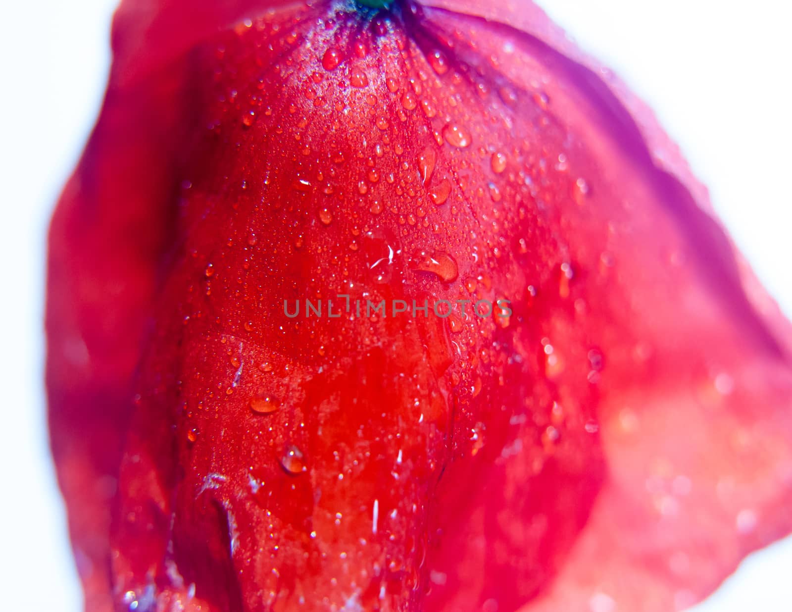 close up of dropping red field poppy petals with wet water dew droplets in studio white background Papaver rhoeas; UK