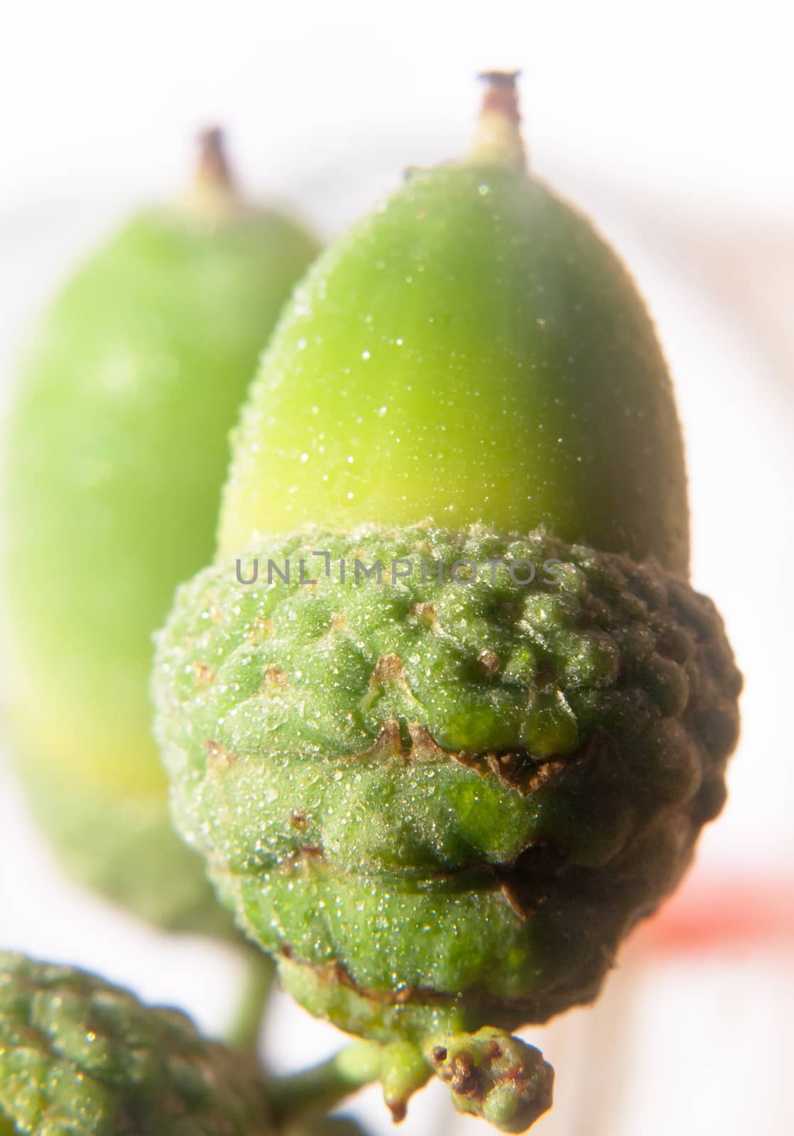 close up of green acorn on white background in studio wet water dew droplets Willow Oak, Quercus phellos; UK