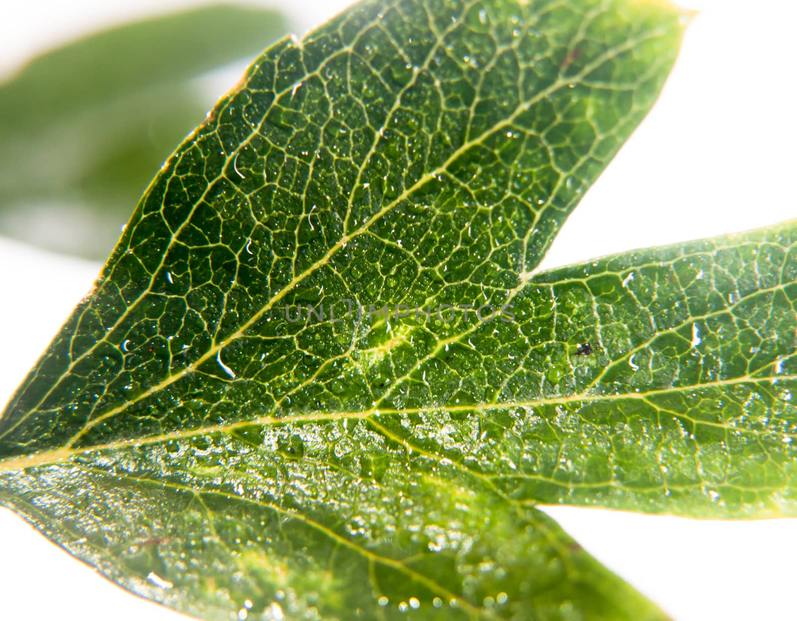 close up of green leaves in studio white background of Crataegus hawthorn tree leaf wet water droplets dew; UK