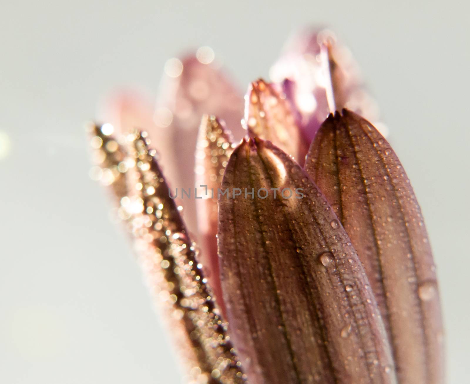 close up of pink closed cosmos flower head petals on white background; UK