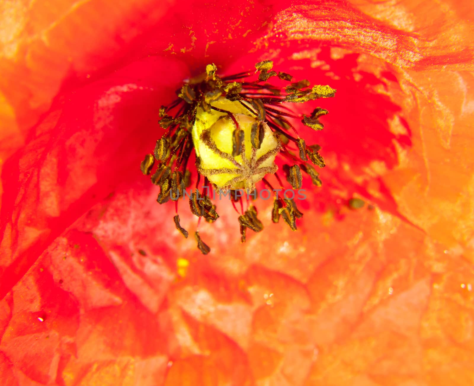 close up of red field poppy flower head water dew droplets Papaver rheas; UK