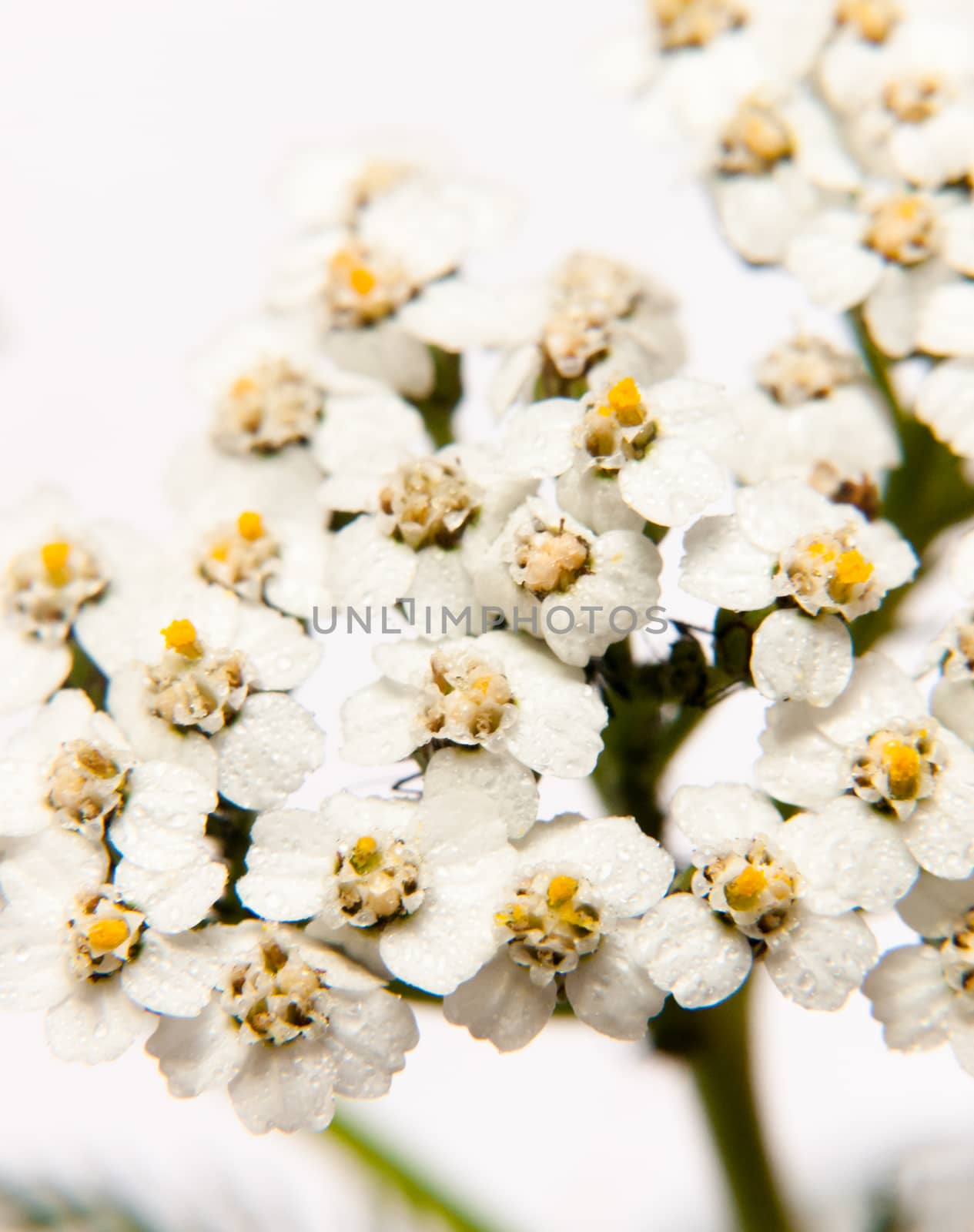 close up of white cow parsley flower with water dew droplets petals on white background yarrow; UK