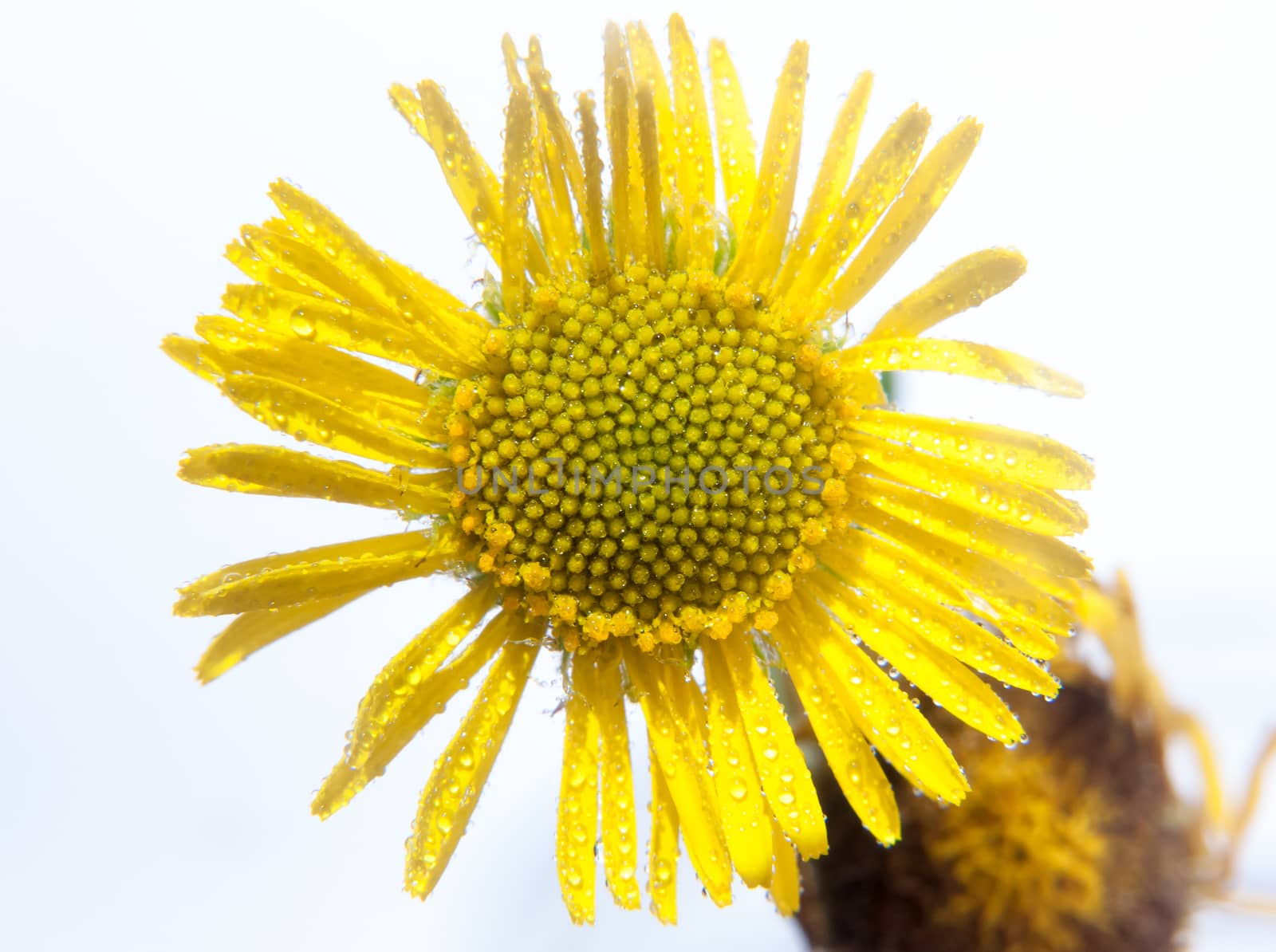 close up of yellow daisy sunflower wet water dew droplets in studio white background; UK