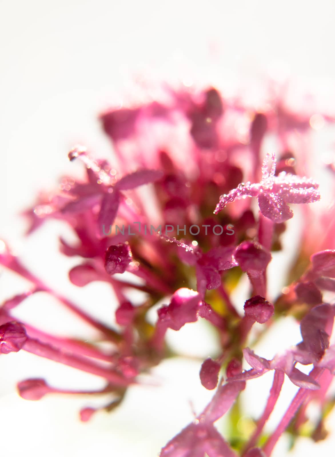 small growing pink orchid flower petals wet dew droplets water in studio white background