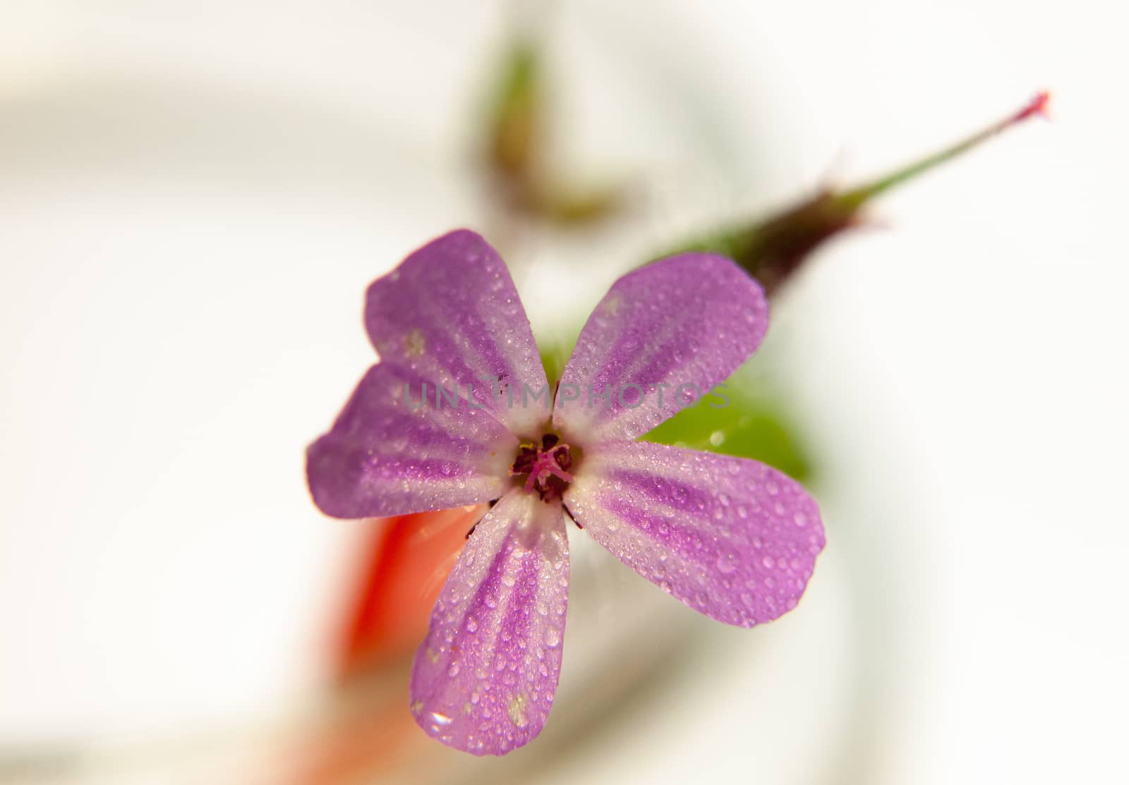 small single pink wild flower Pink Campion up close wet water dew droplets macro studio white background; UK