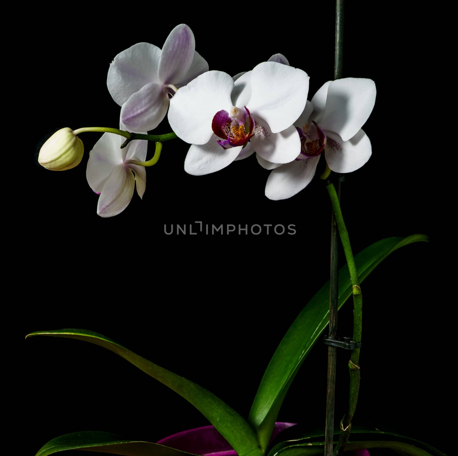 Orchid with large white flowers on a black background.