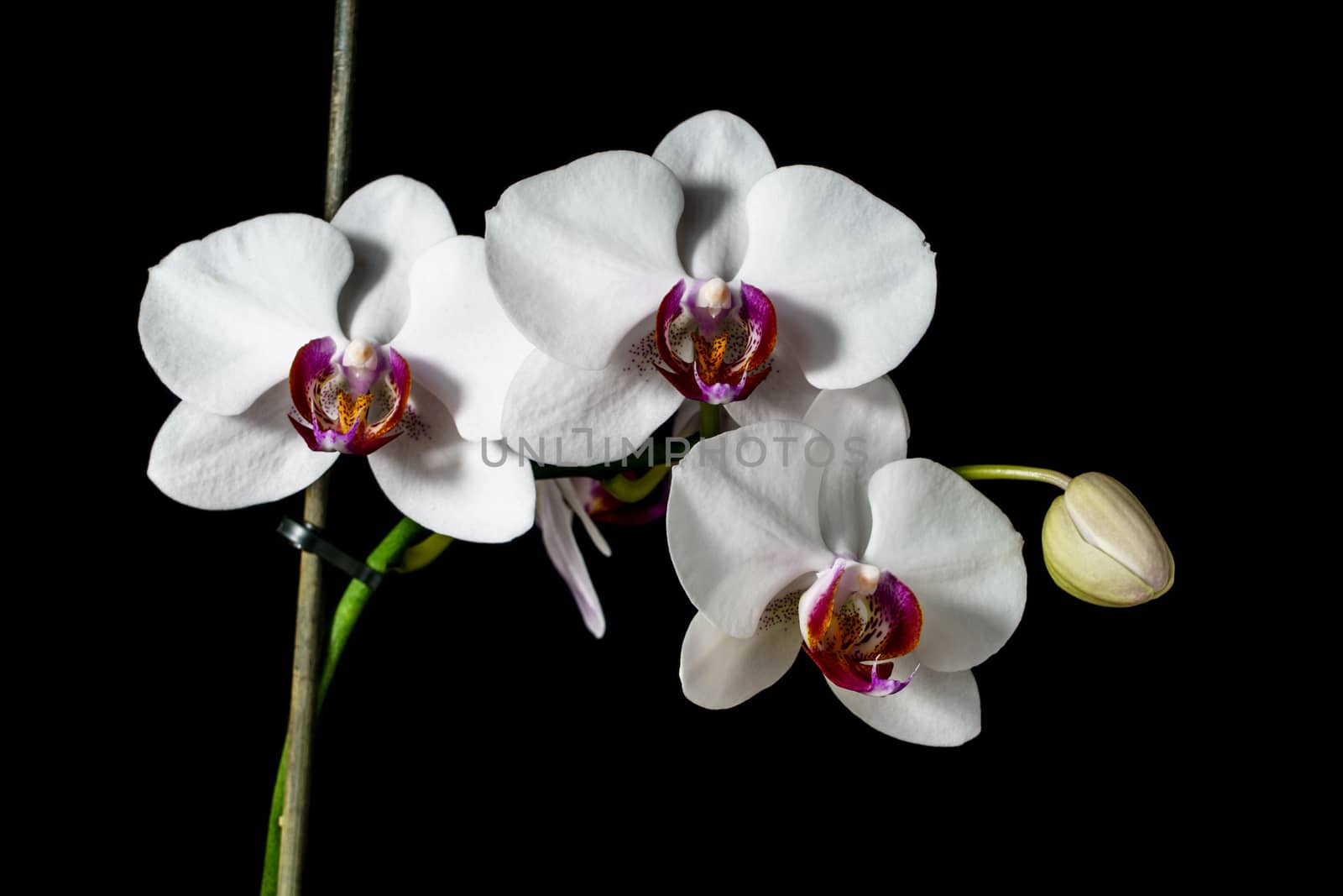 Orchid with large white flowers on a black background.