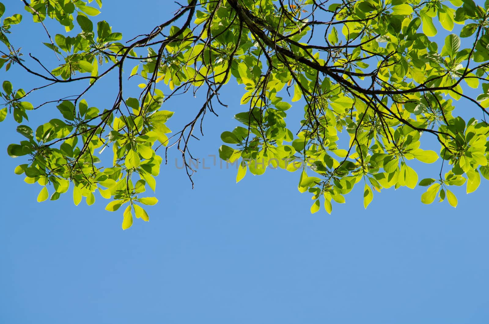 green leaf background in forest , have many species flora . background have many  colour in frame