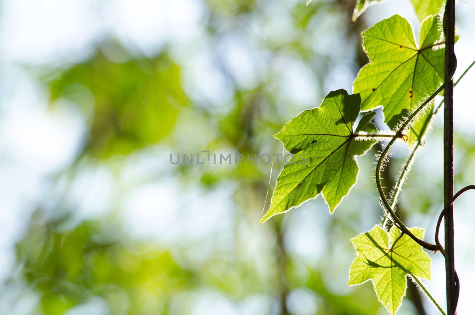 green leaf background in forest , have many species flora . background have many  colour in frame