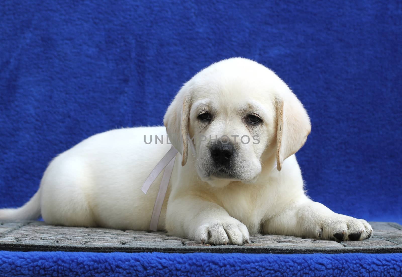 a little yellow labrador puppy sitting on blue background