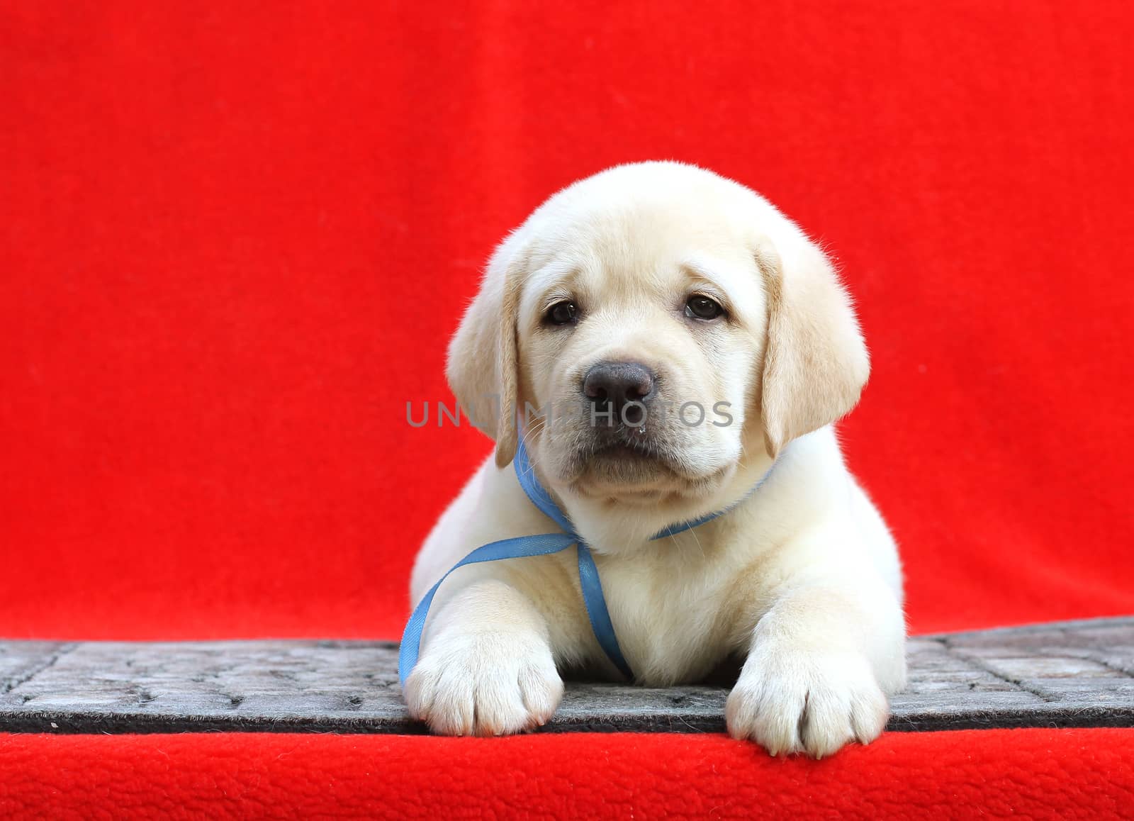a little yellow labrador puppy sitting on red background