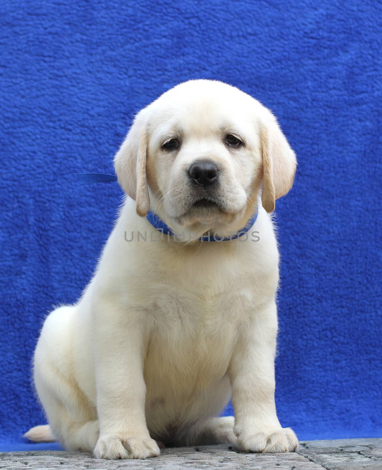 the little yellow labrador puppy sitting on blue background