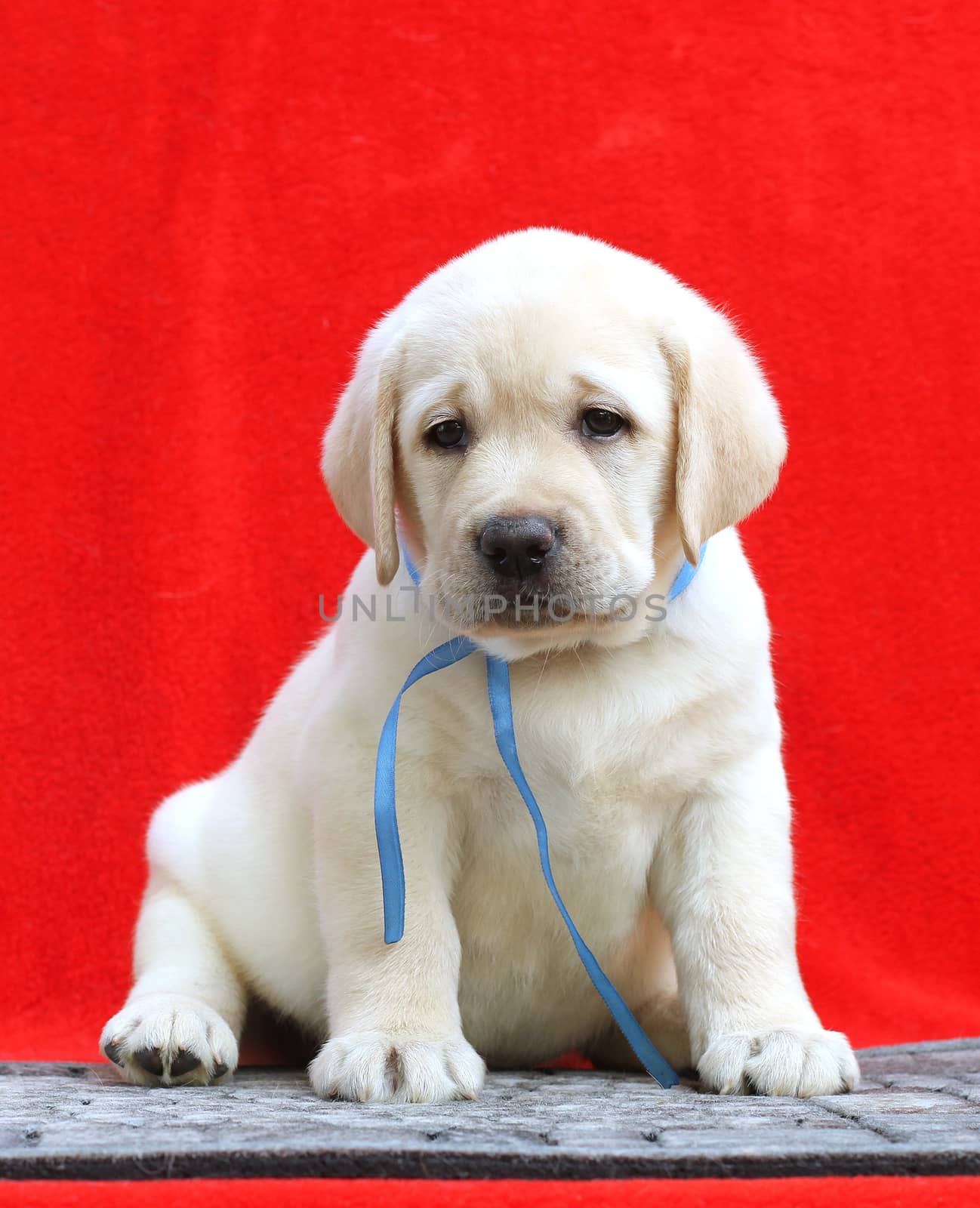 the little yellow labrador puppy sitting on red background