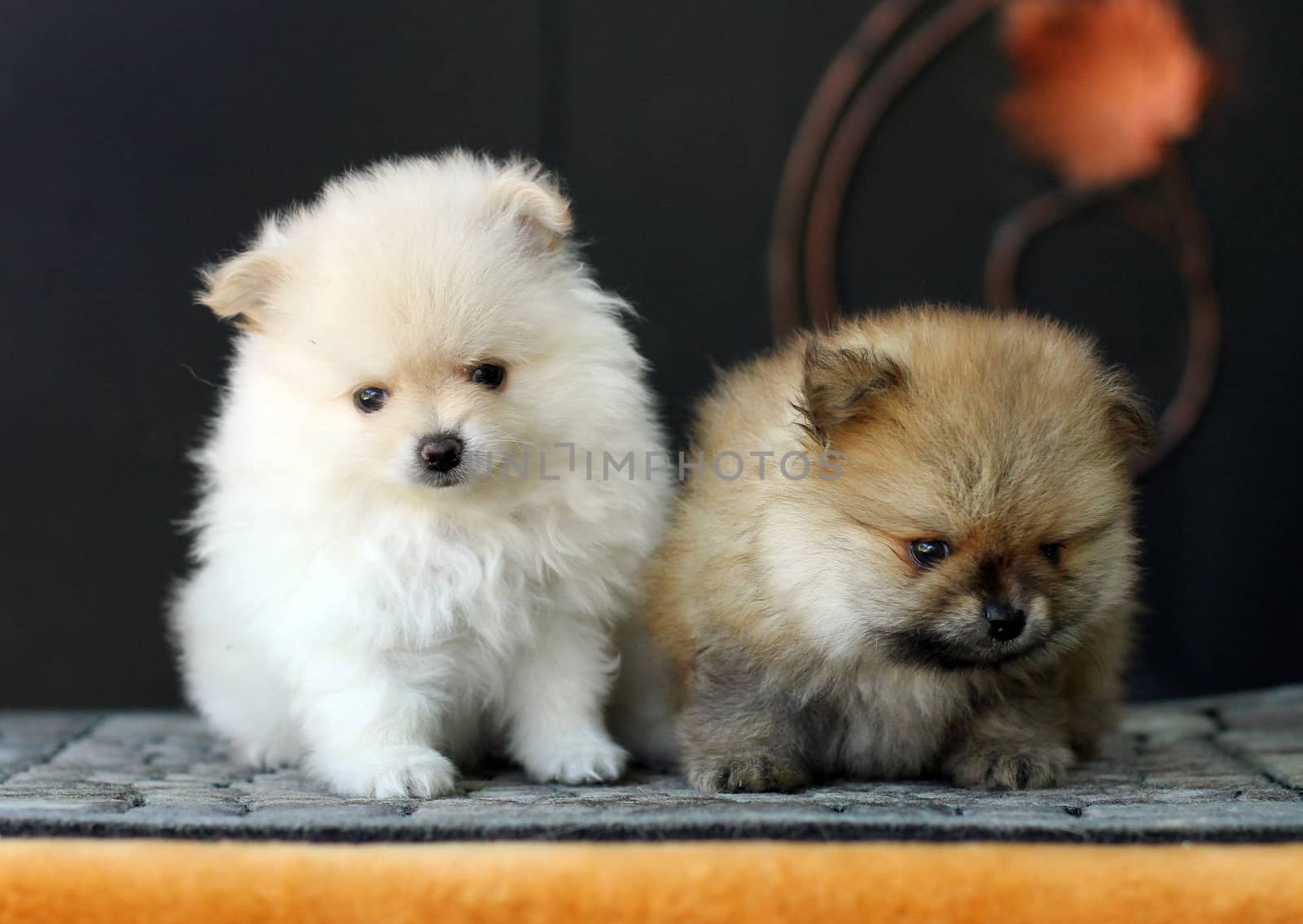 Two adorable Pomeranian puppies sit on the yellow table