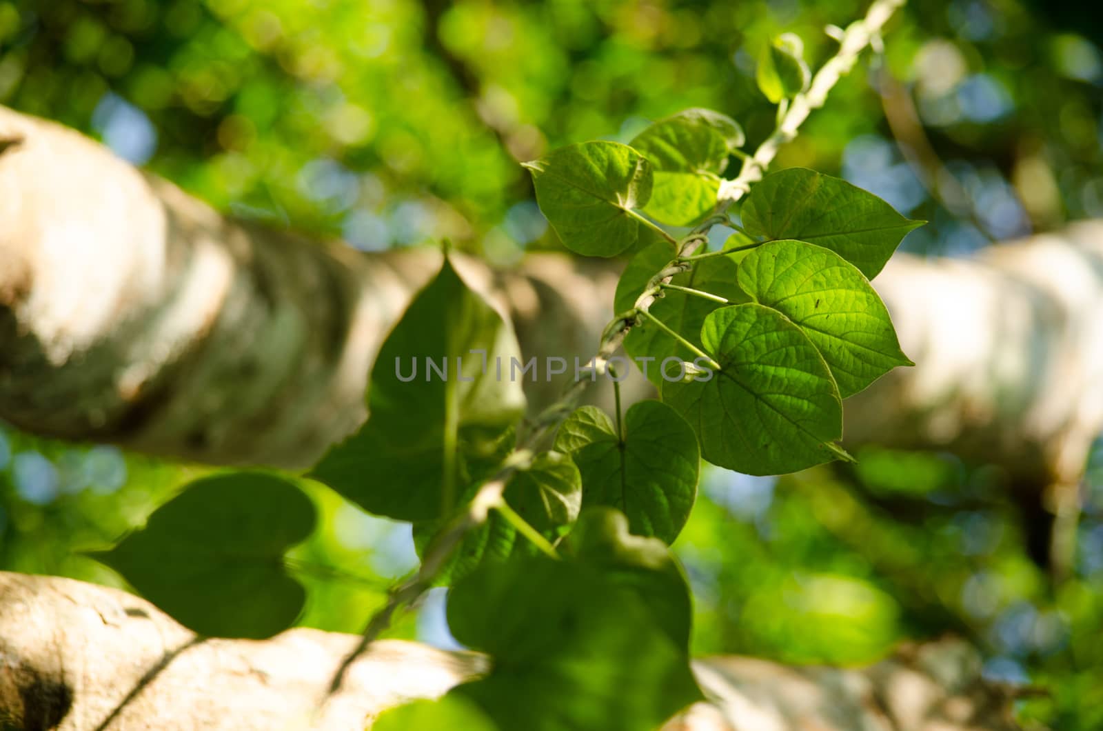 green leaf background in forest , have many species flora . background have many  colour in frame
