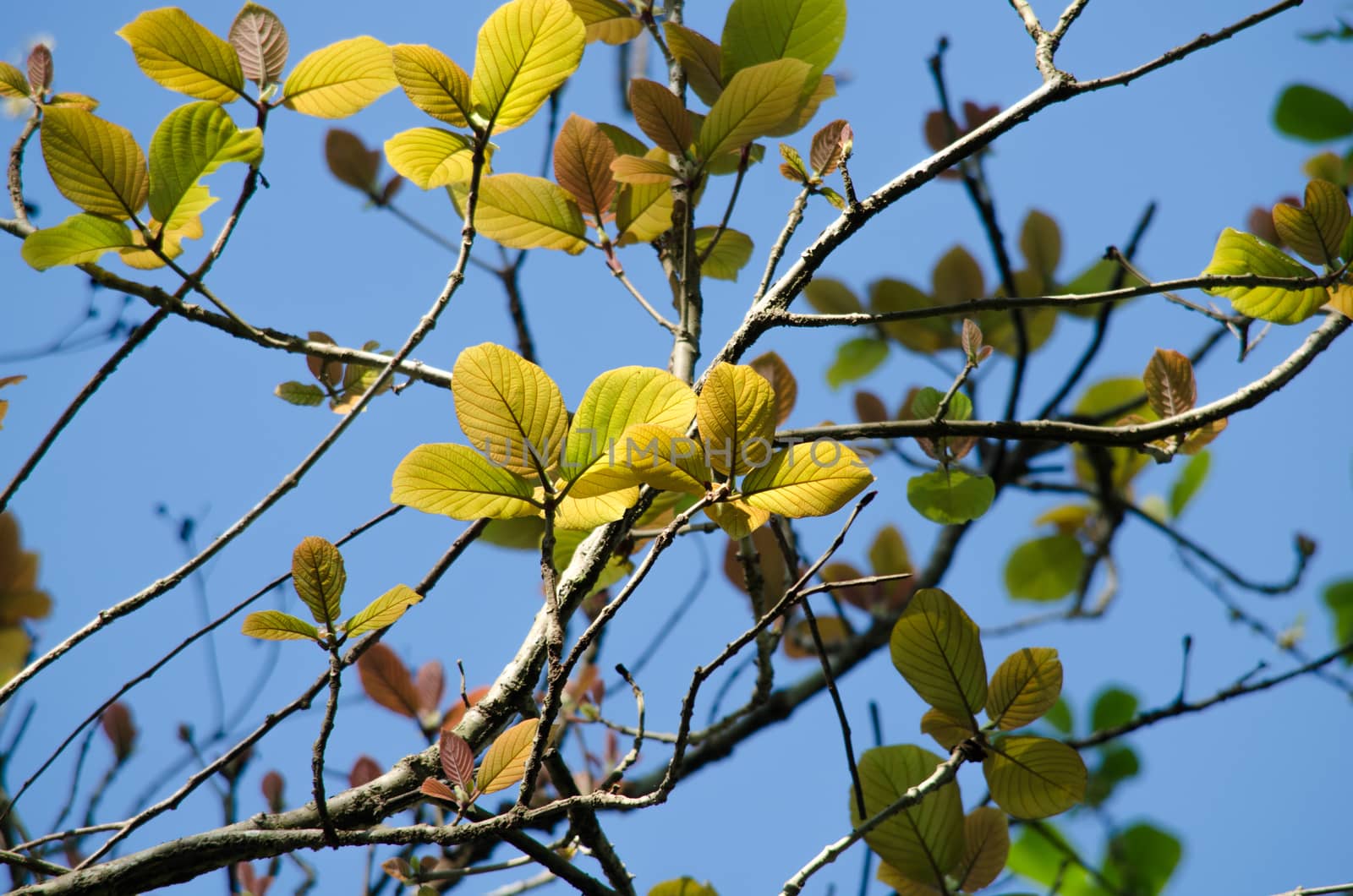 green leaf background in forest , have many species flora . background have many  colour in frame