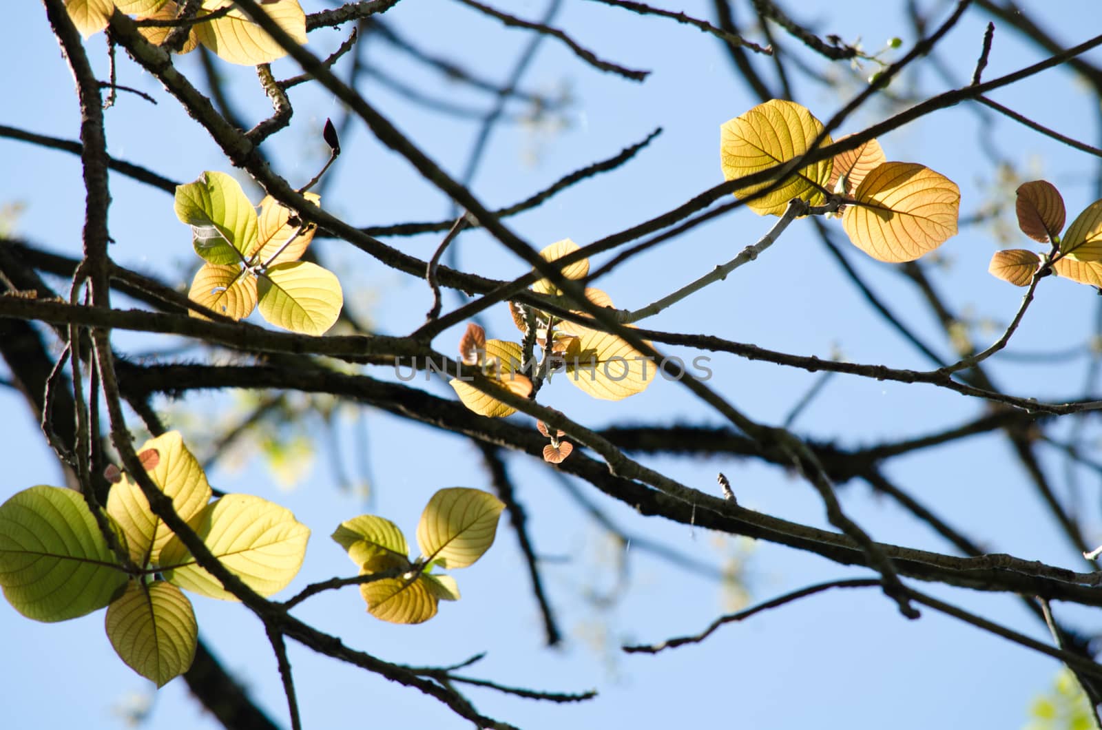 green leaf background in forest , have many species flora . background have many  colour in frame