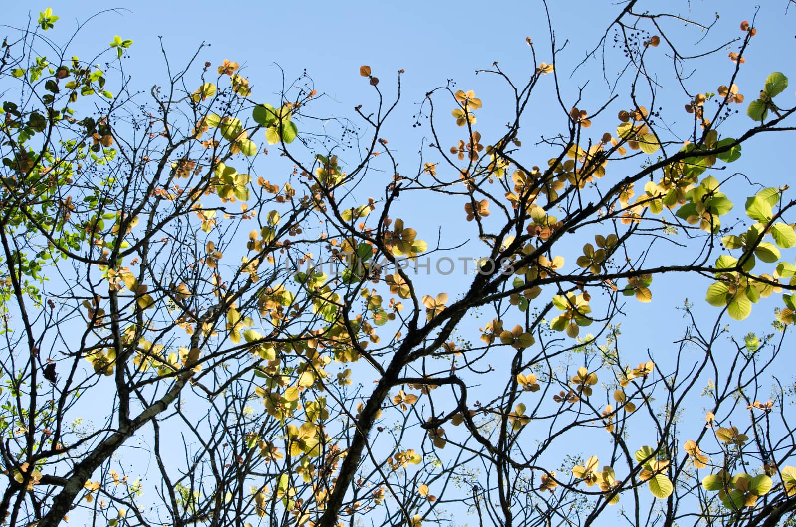 green leaf background in forest , have many species flora . background have many  colour in frame