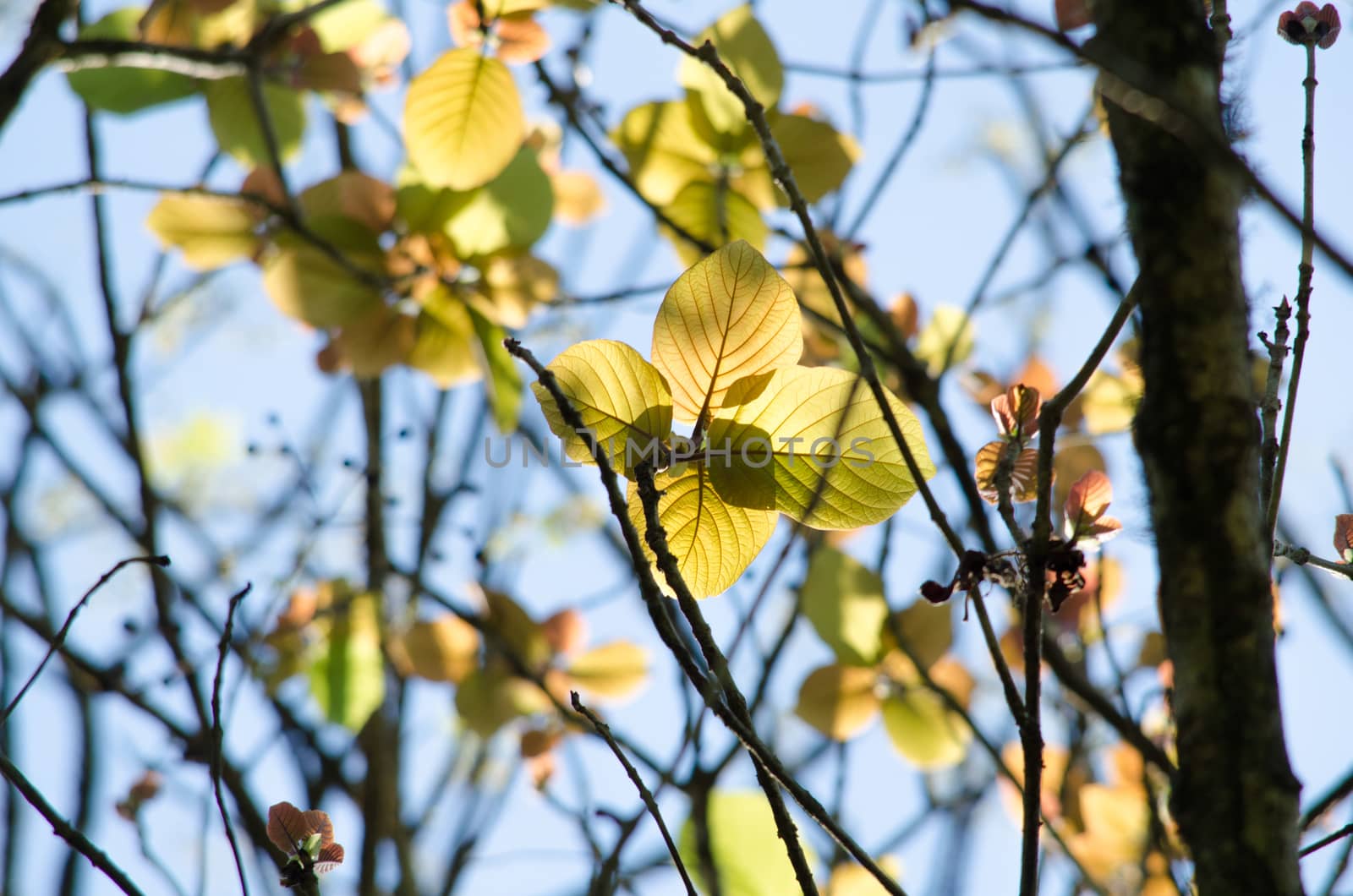 green leaf background in forest , have many species flora . background have many  colour in frame